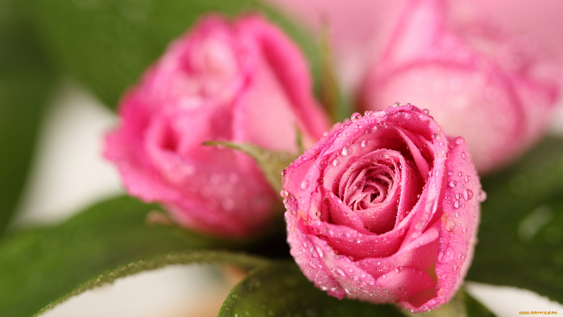 цветы, розы, капли, розовые