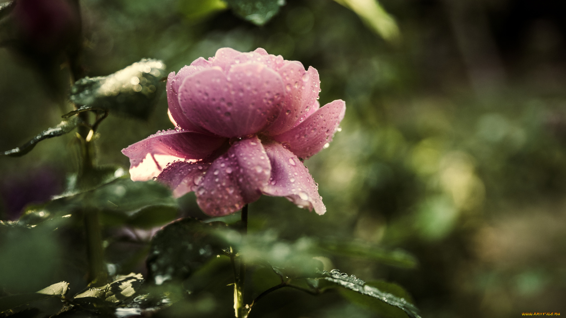 цветы, розы, роса, роза, листья