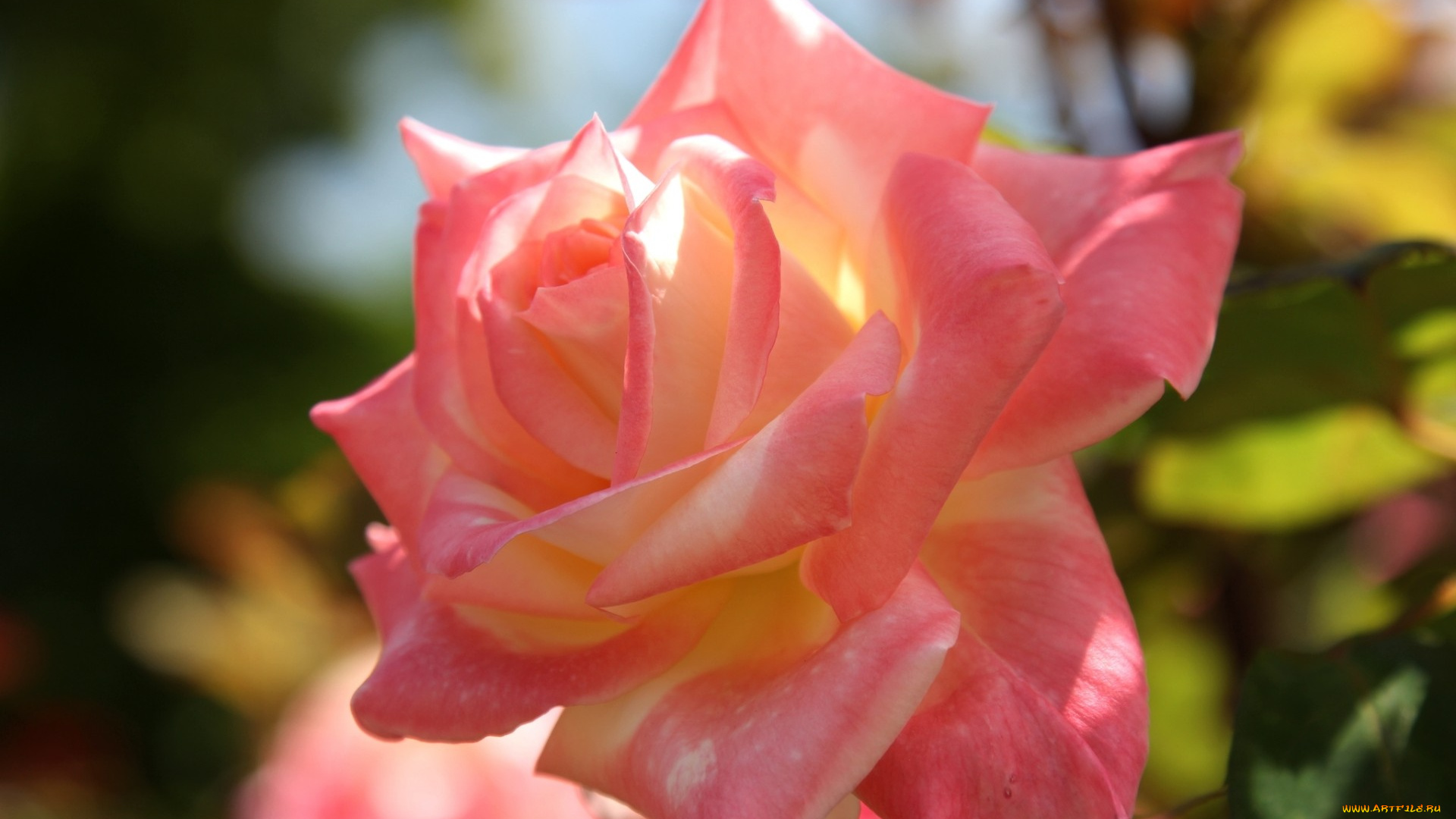 цветы, розы, роза, лепестки, макро