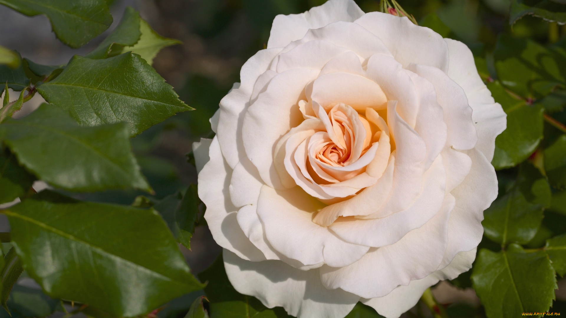 цветы, розы, роза, персиковая, лепестки, макро, нежность