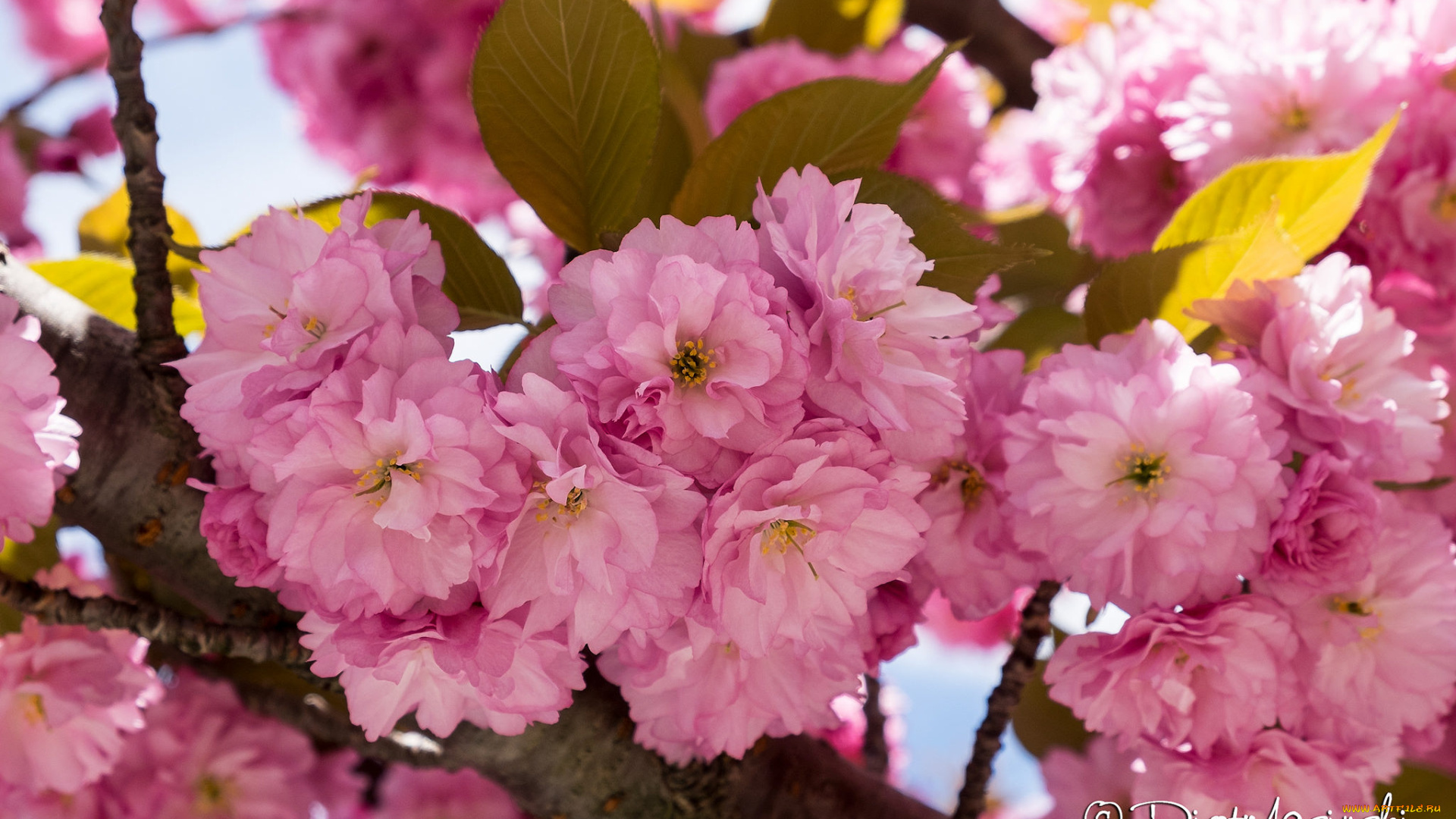 цветы, сакура, , вишня, вишня, розовый, весна, нежность, макро