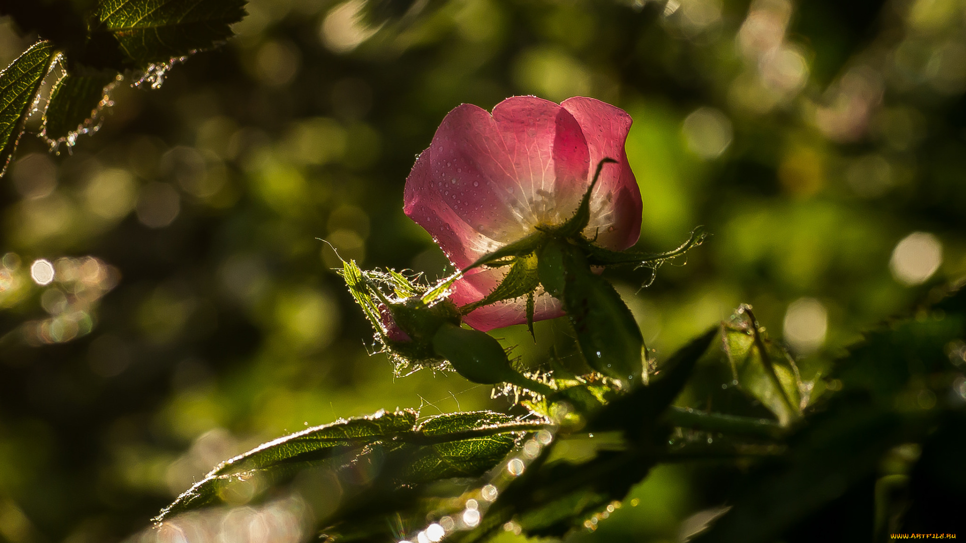 цветы, шиповник, красная, бутон, роза