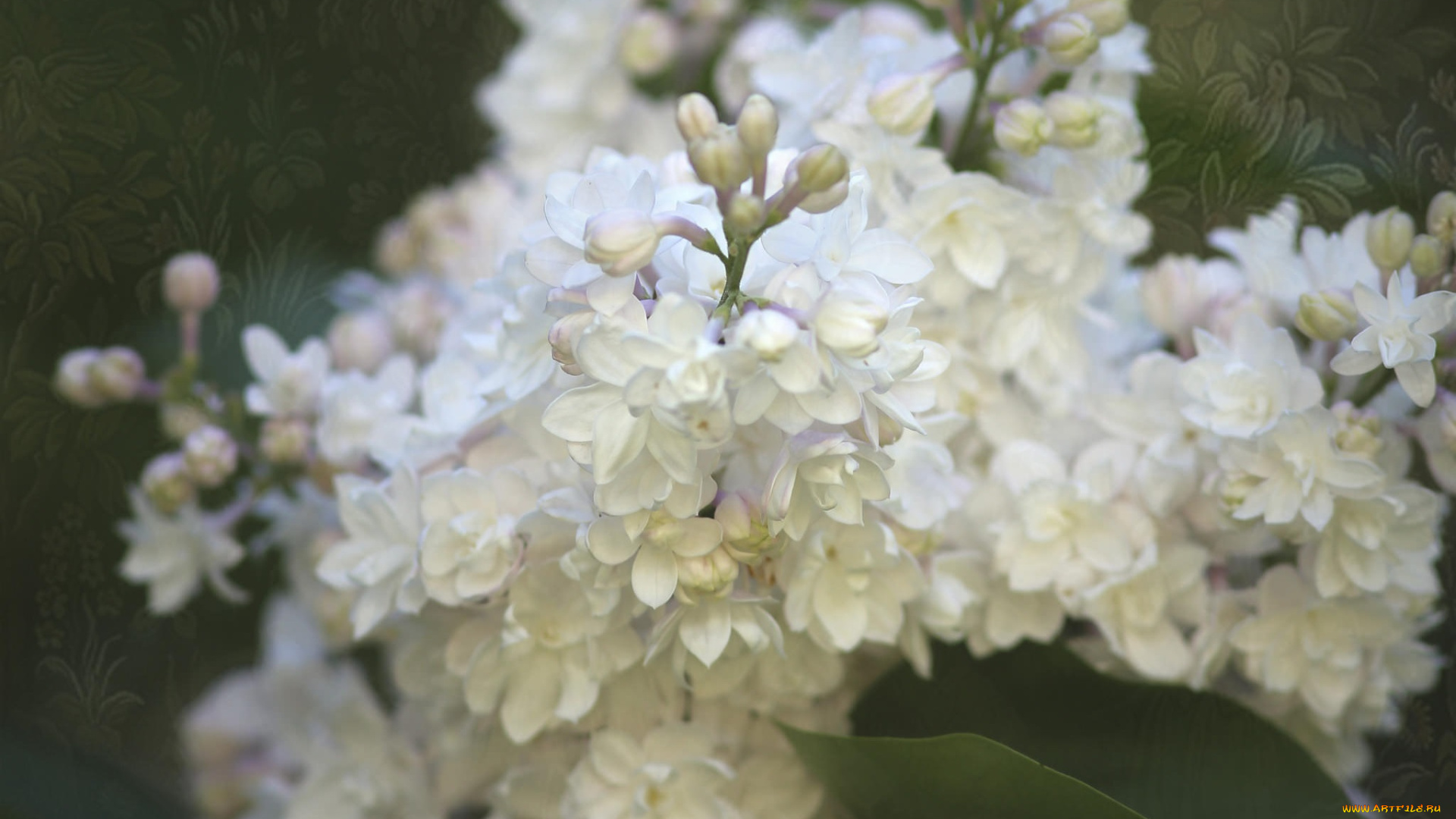 цветы, сирень