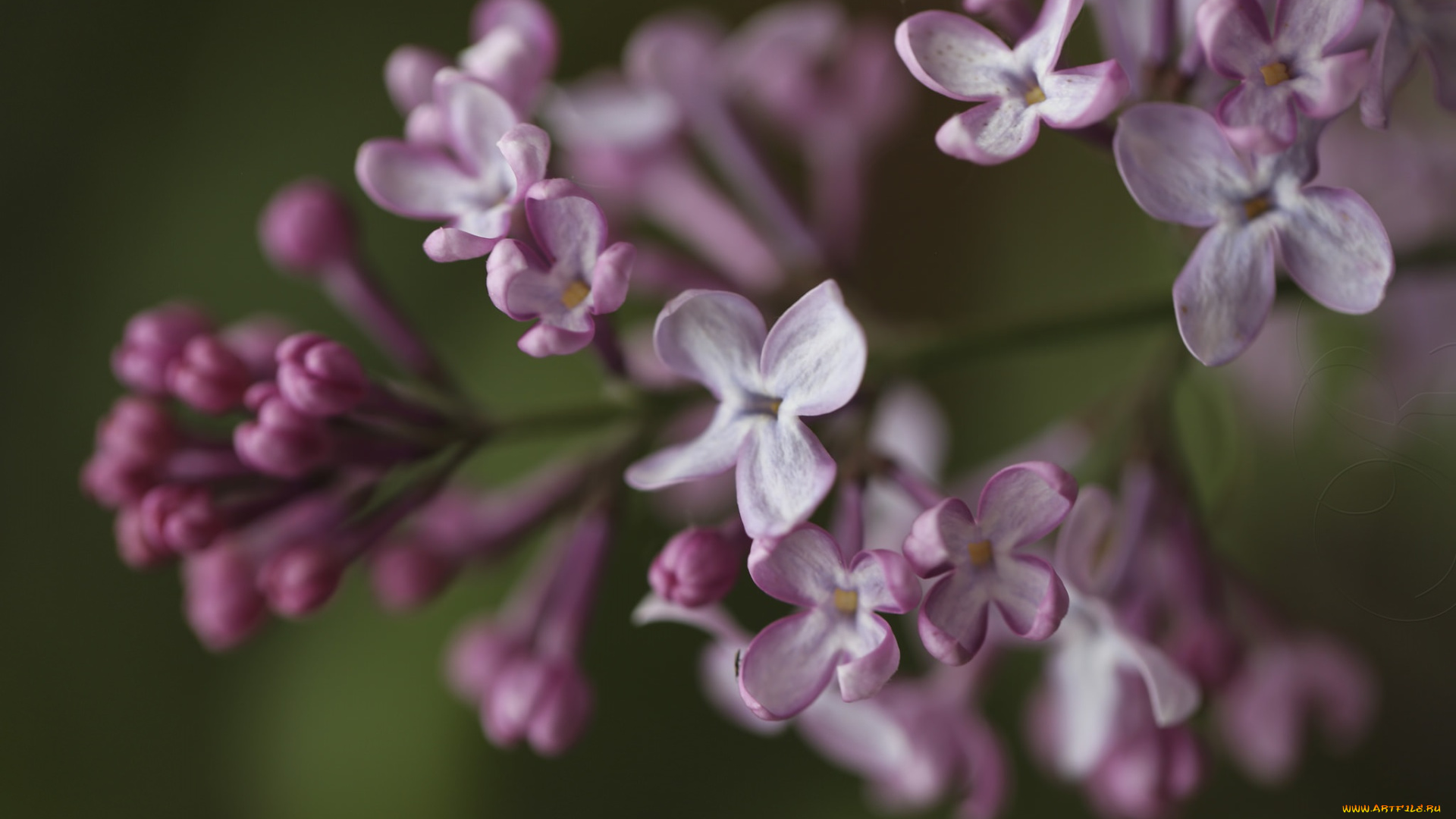 цветы, сирень