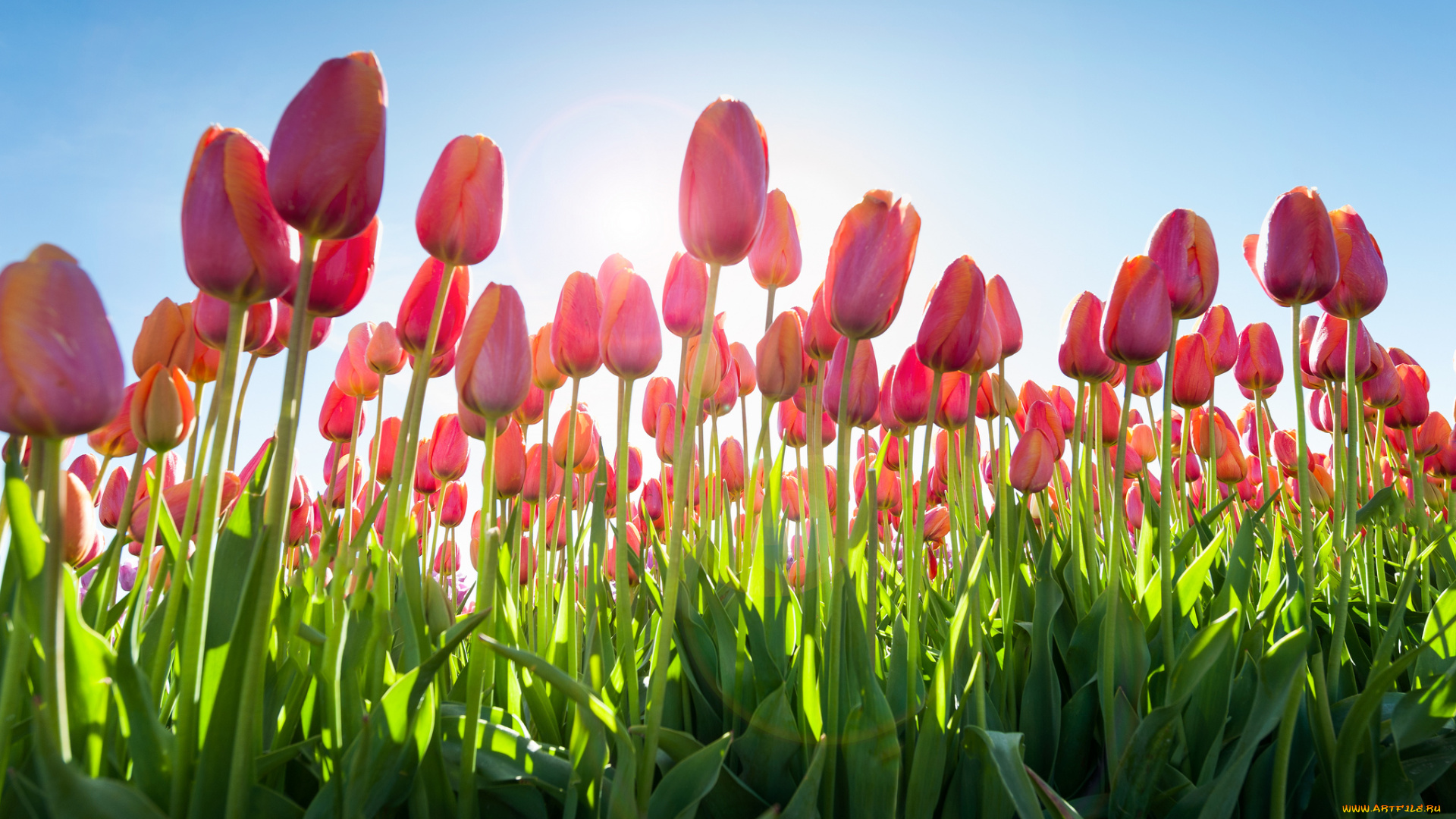 цветы, тюльпаны, плантация