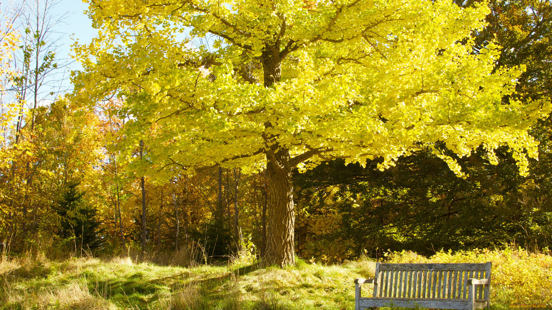 природа, парк, скамья, осень, деревья, небо