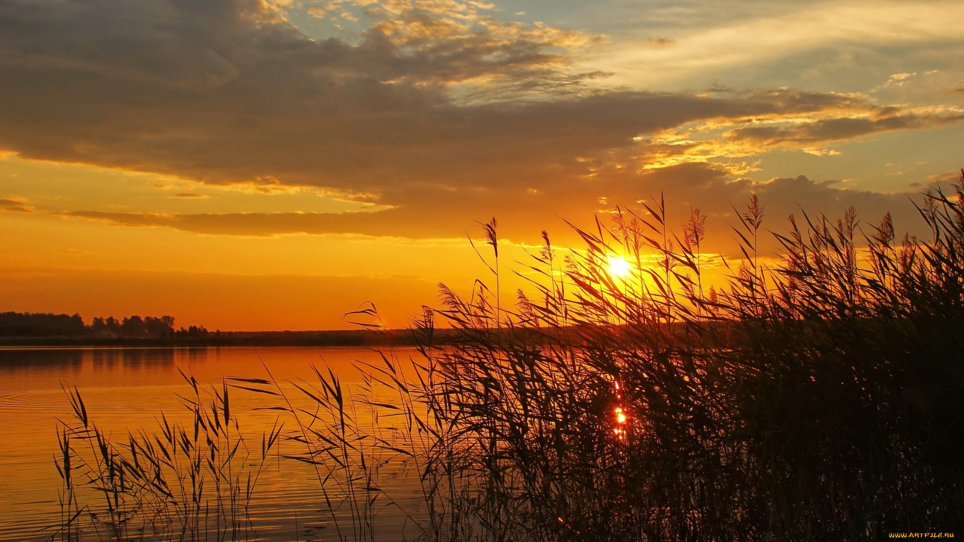 природа, восходы, закаты, солнце, облака, вечер, небо, озеро, камыши, закат