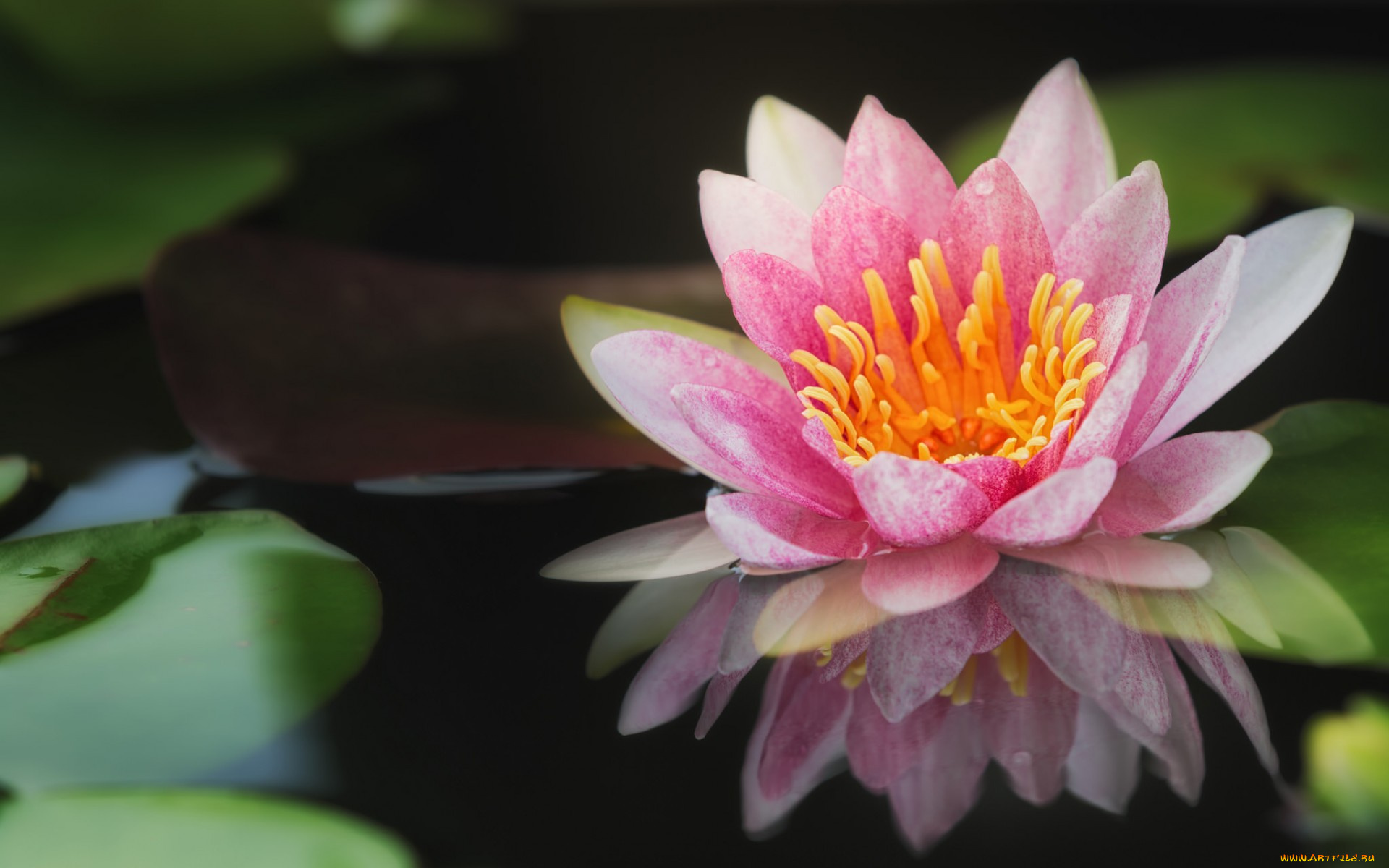 цветы, лилии, водяные, , нимфеи, , кувшинки, нимфея, водяная, лилия, розовая, вода, отражение