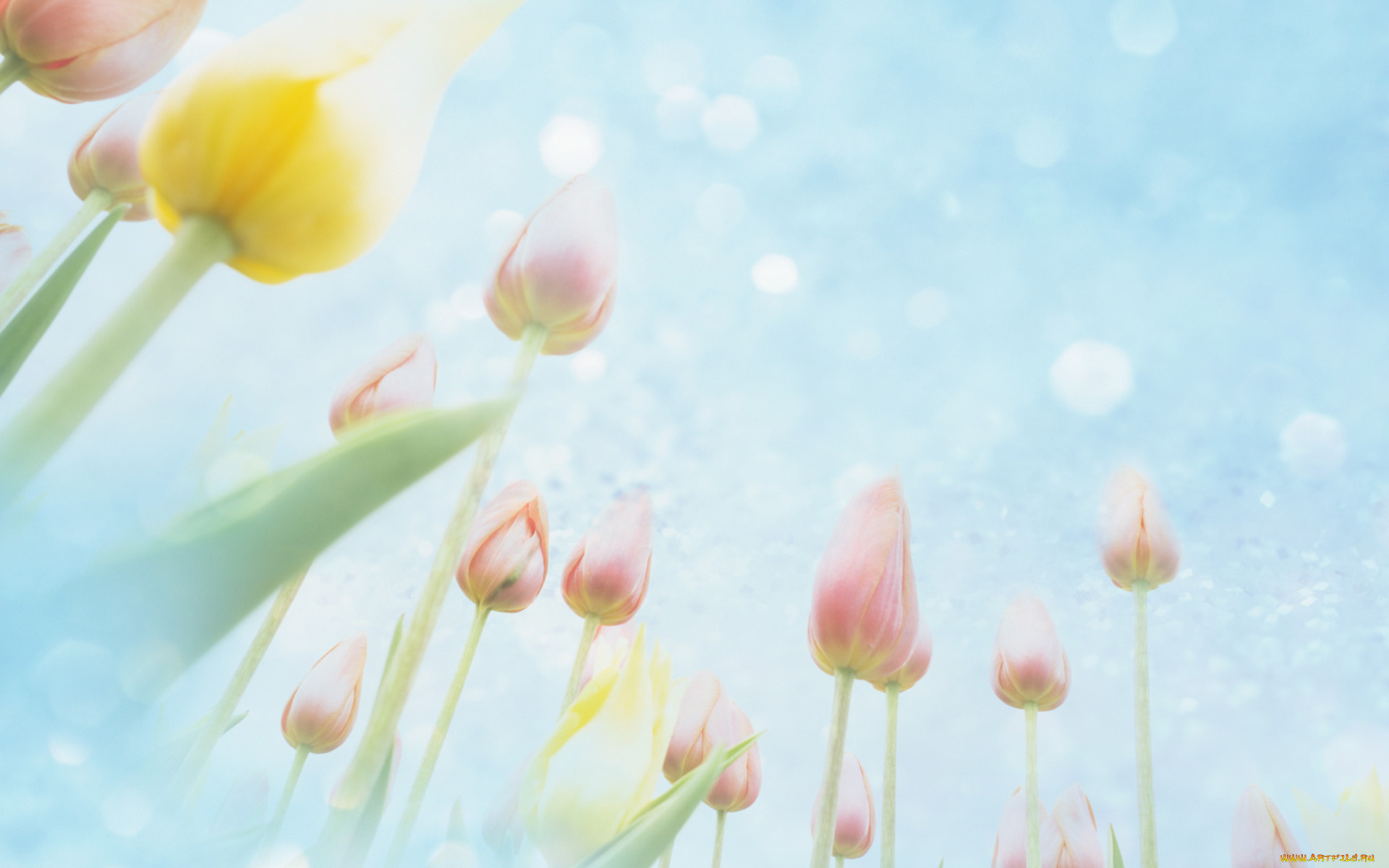 цветы, тюльпаны, бутоны