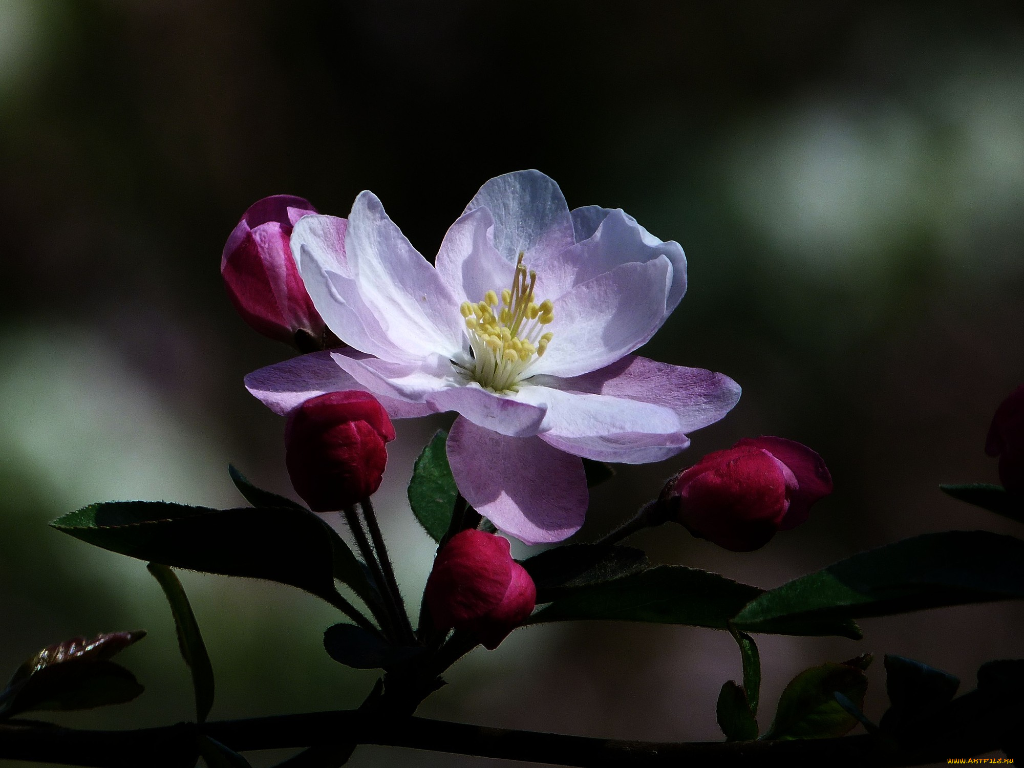 цветы, цветущие, деревья, , , кустарники, цветок, лепестки, ветка, фон, яблоня