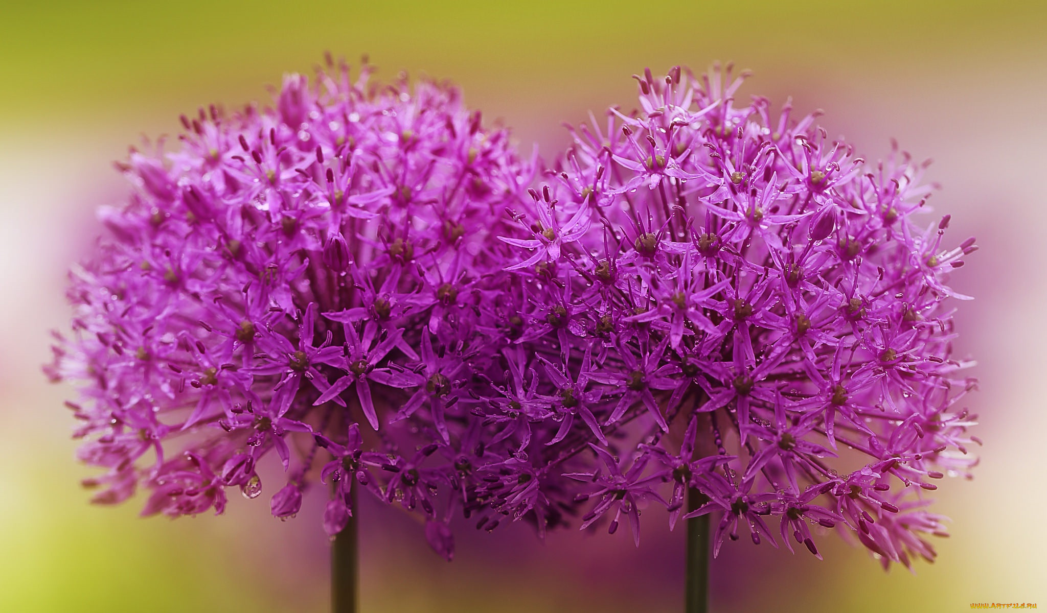 цветы, аллиум, , декоративный, лук, роса, макро, декоративный, лук