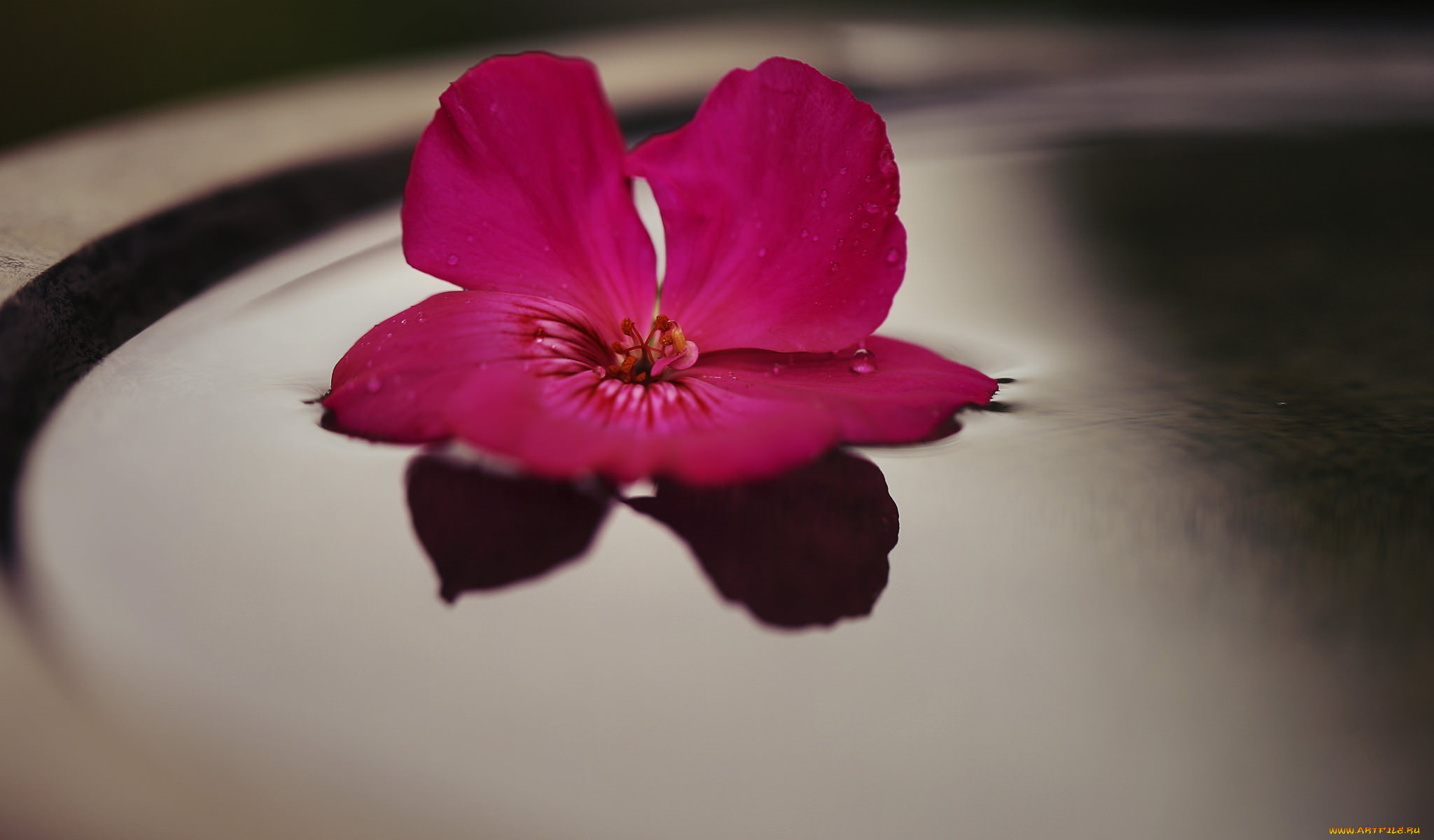 цветы, фон, цветок, красный