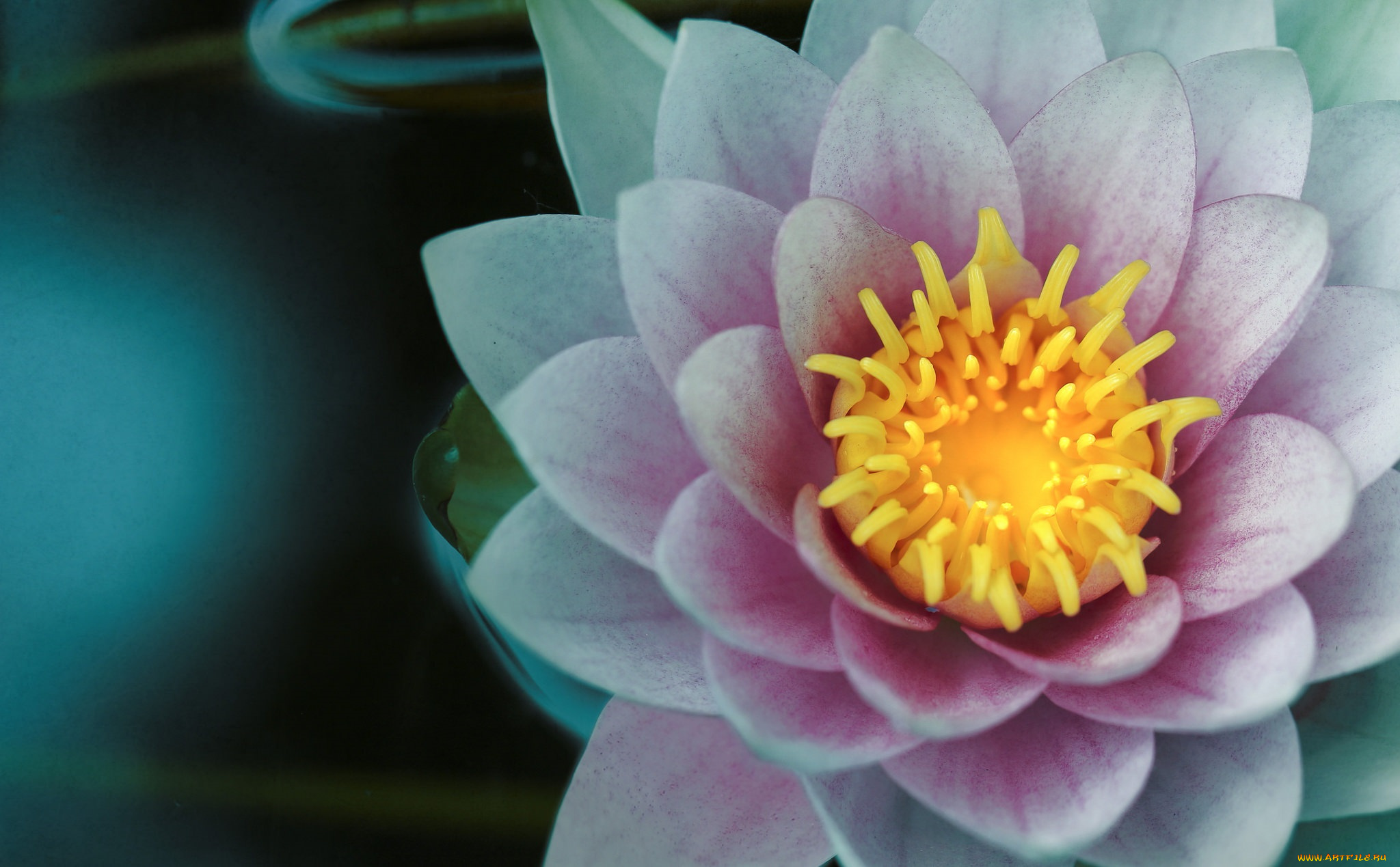 цветы, лилии, водяные, , нимфеи, , кувшинки, лилия, цветок