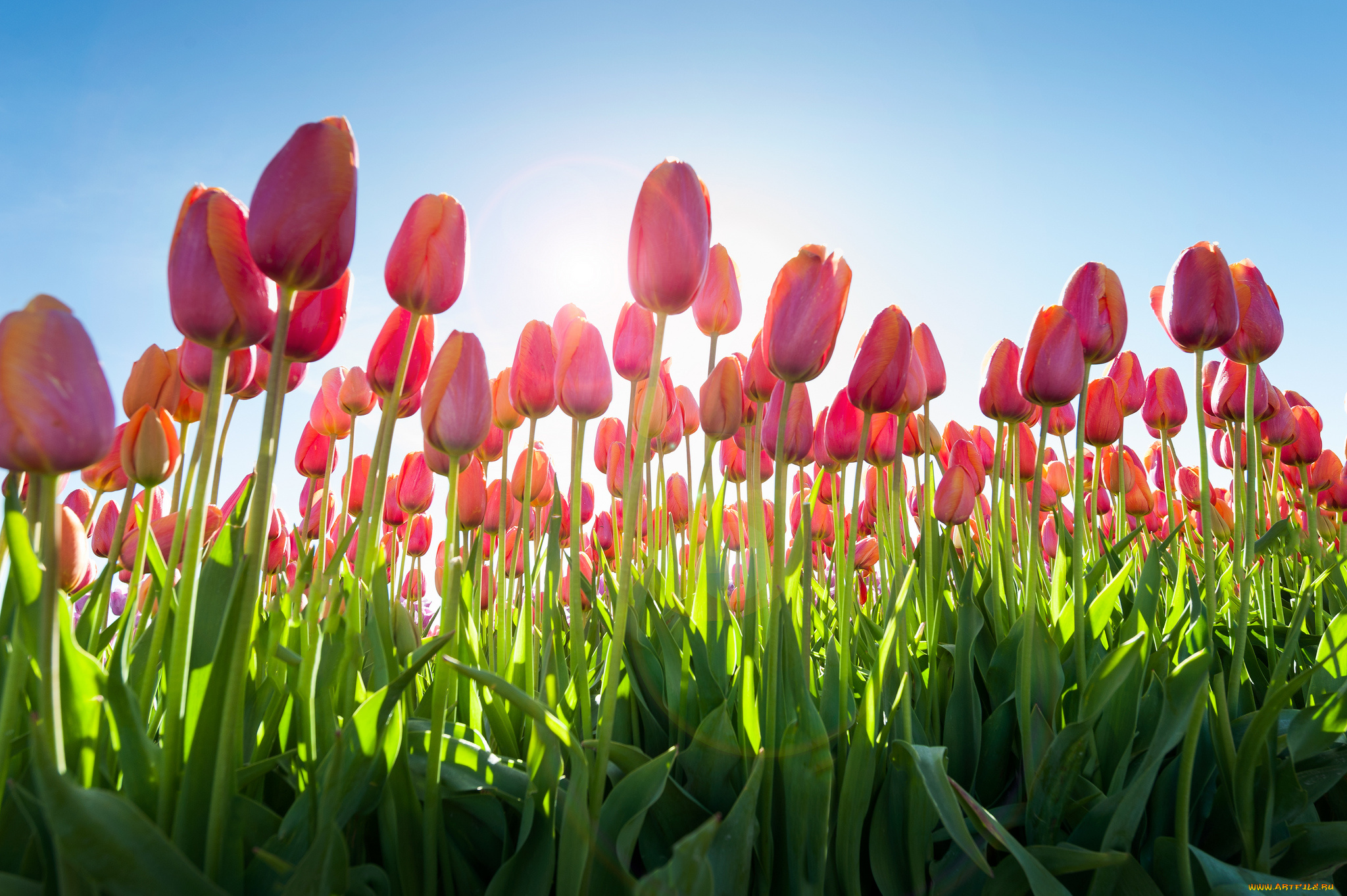 цветы, тюльпаны, плантация