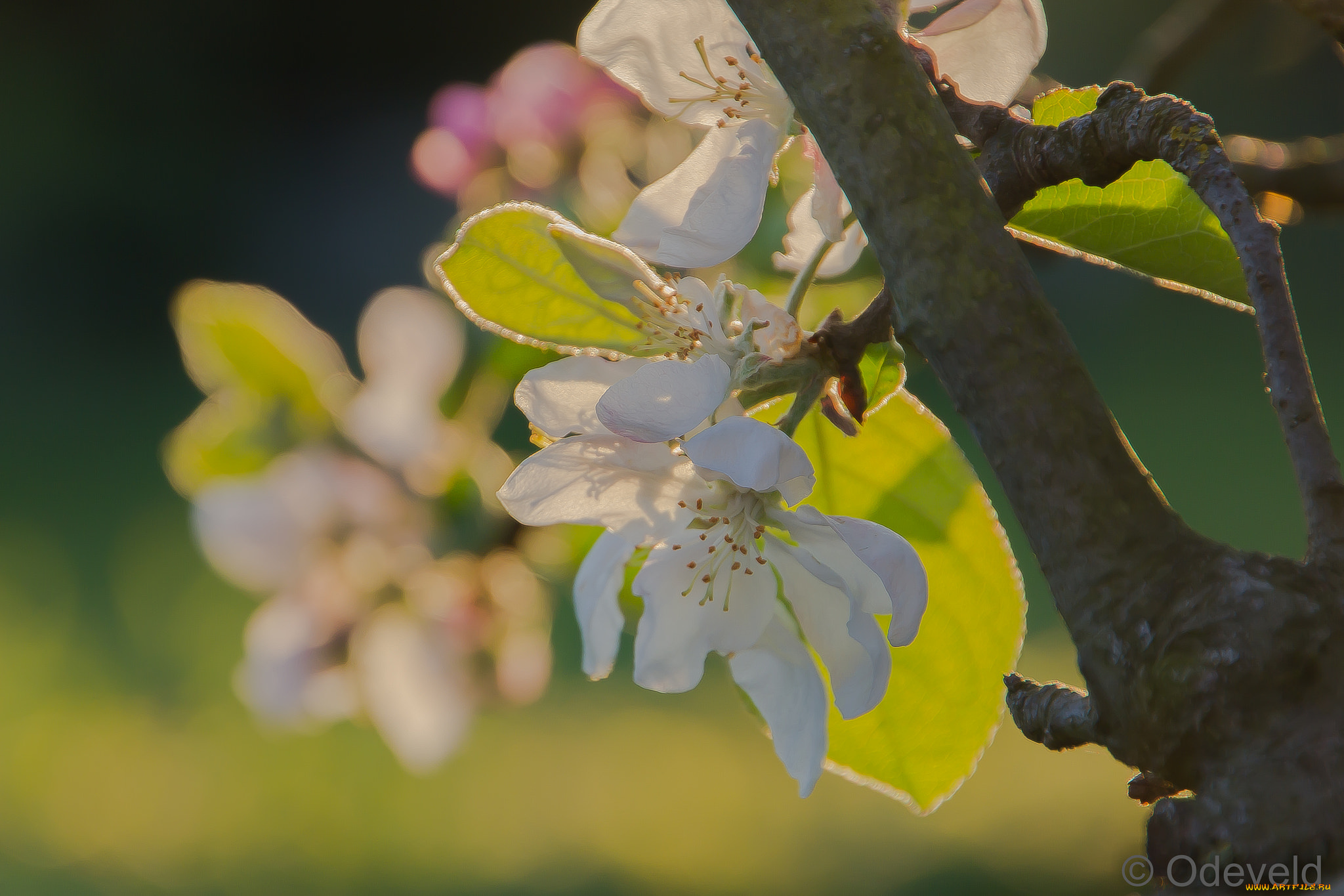 цветы, цветущие, деревья, , , кустарники, цветение, яблоня, весна