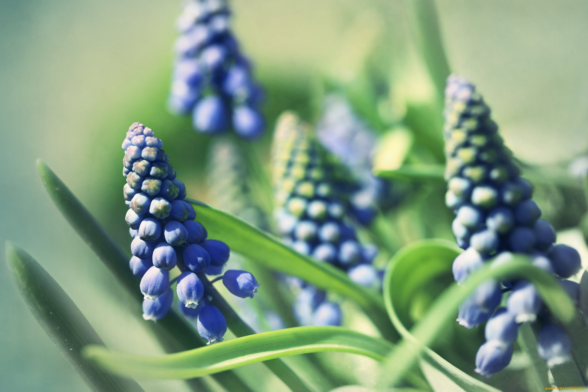 цветы, гиацинты, весна, фон