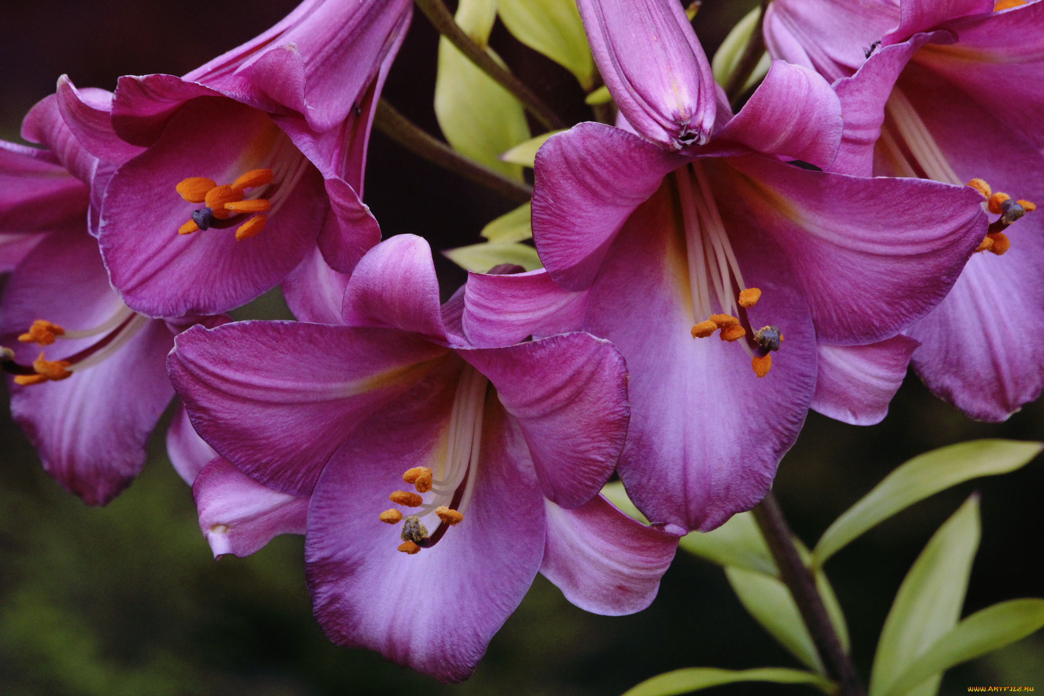цветы, лилии, , лилейники, розовые