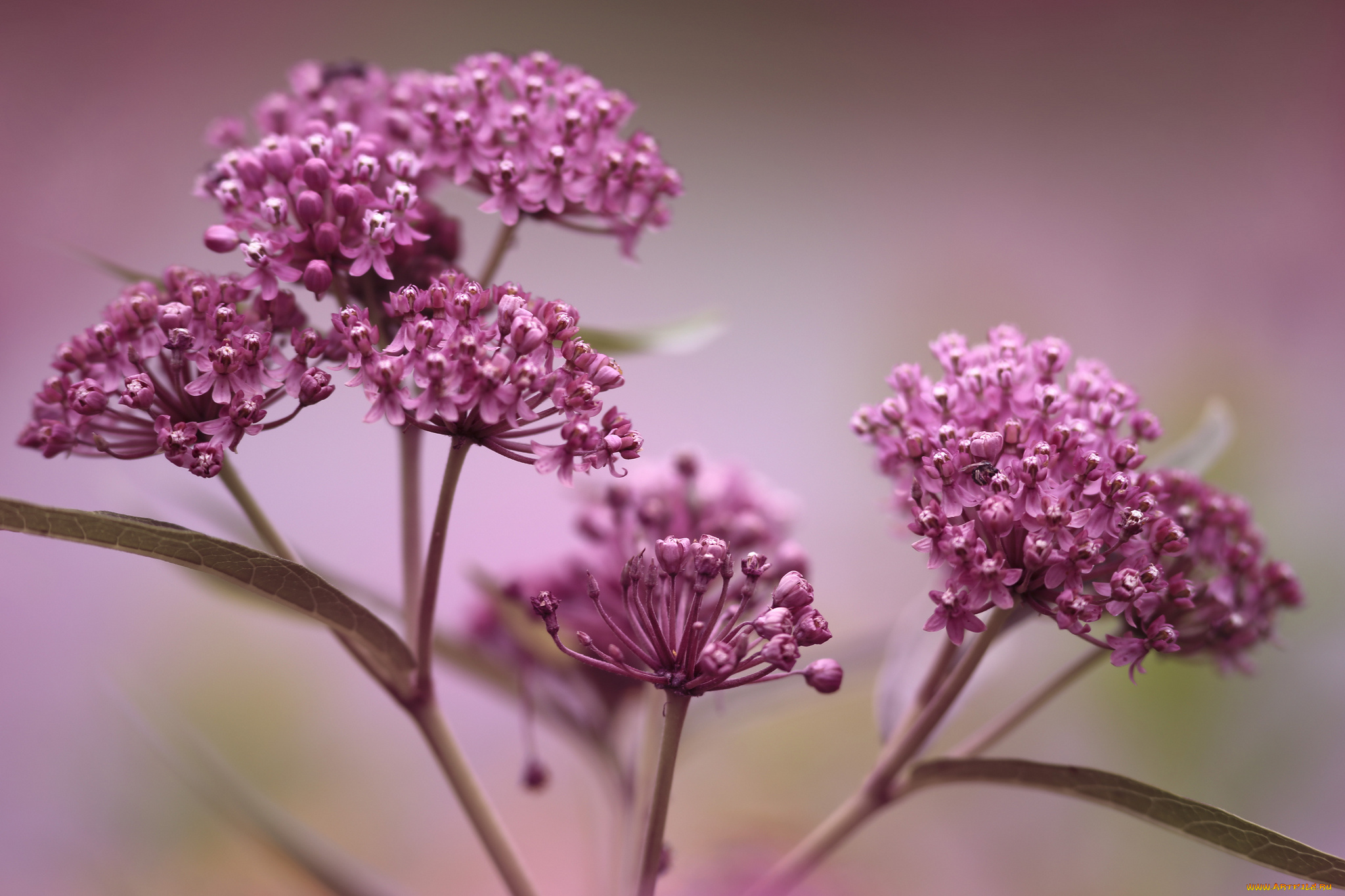 цветы, луговые, , полевые, , цветы, фон, макро