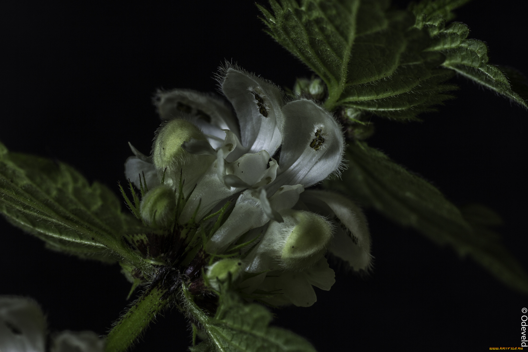 цветы, луговые, , полевые, , цветы, полумрак, макро