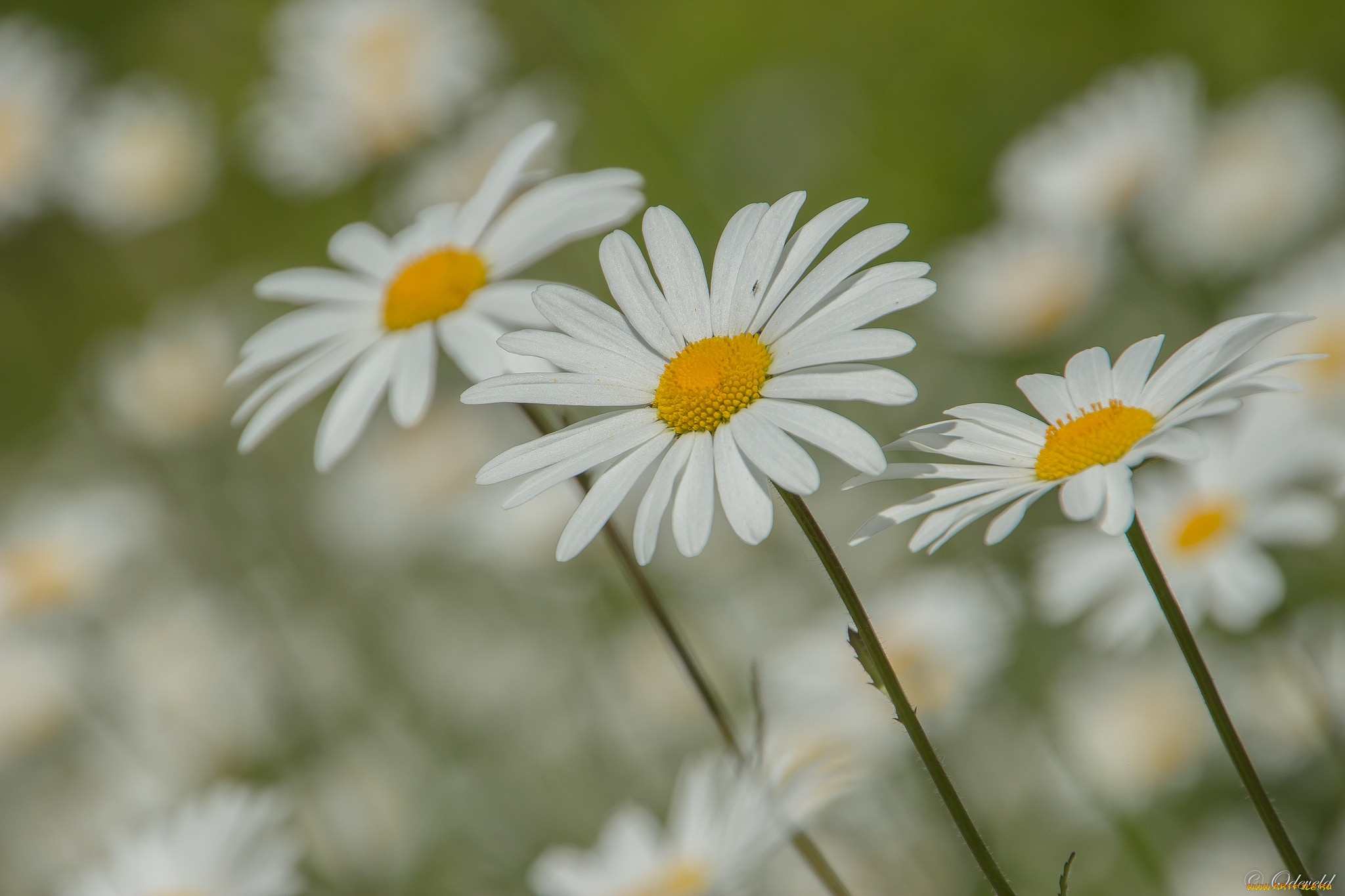 цветы, ромашки