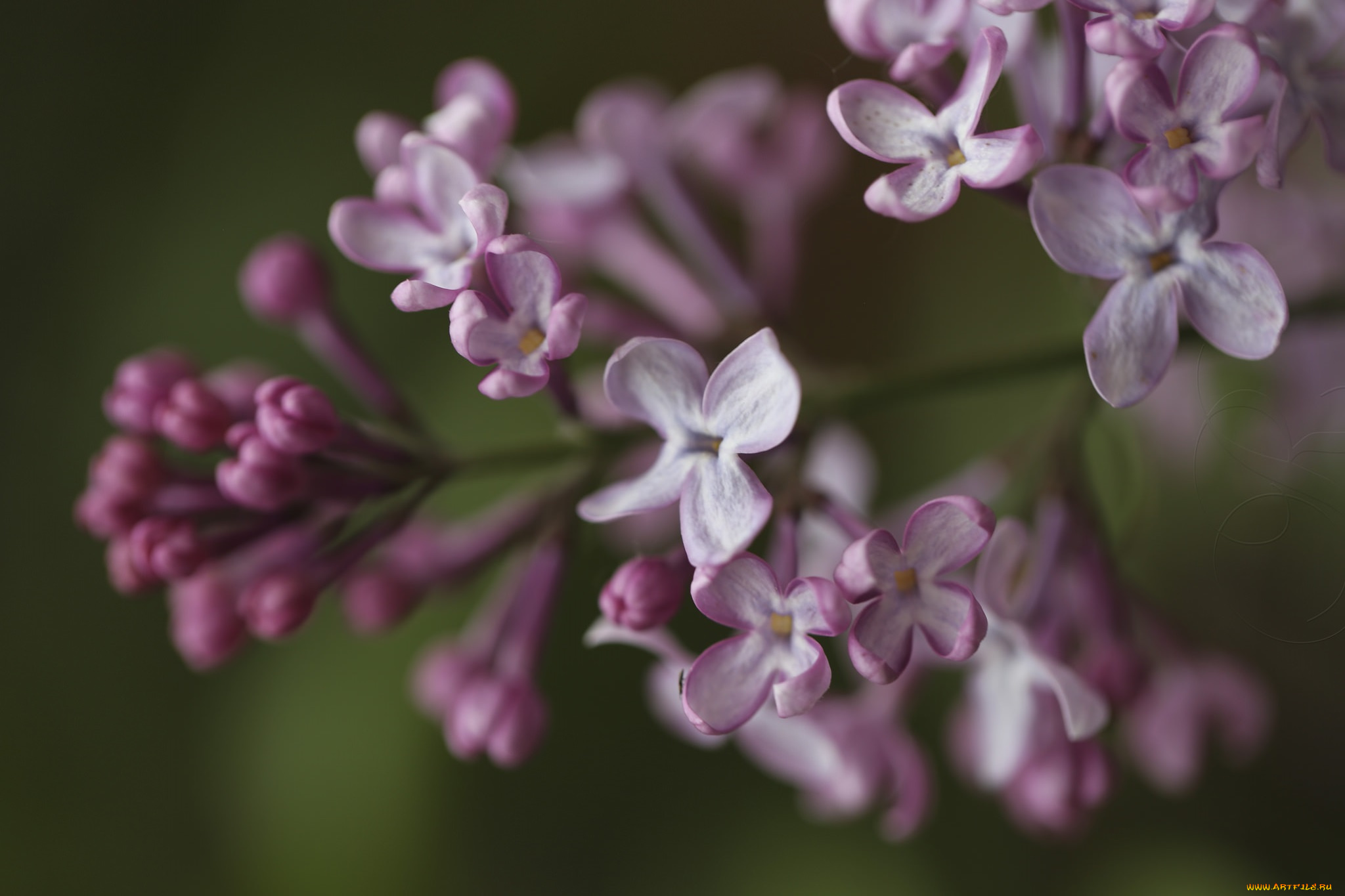 цветы, сирень