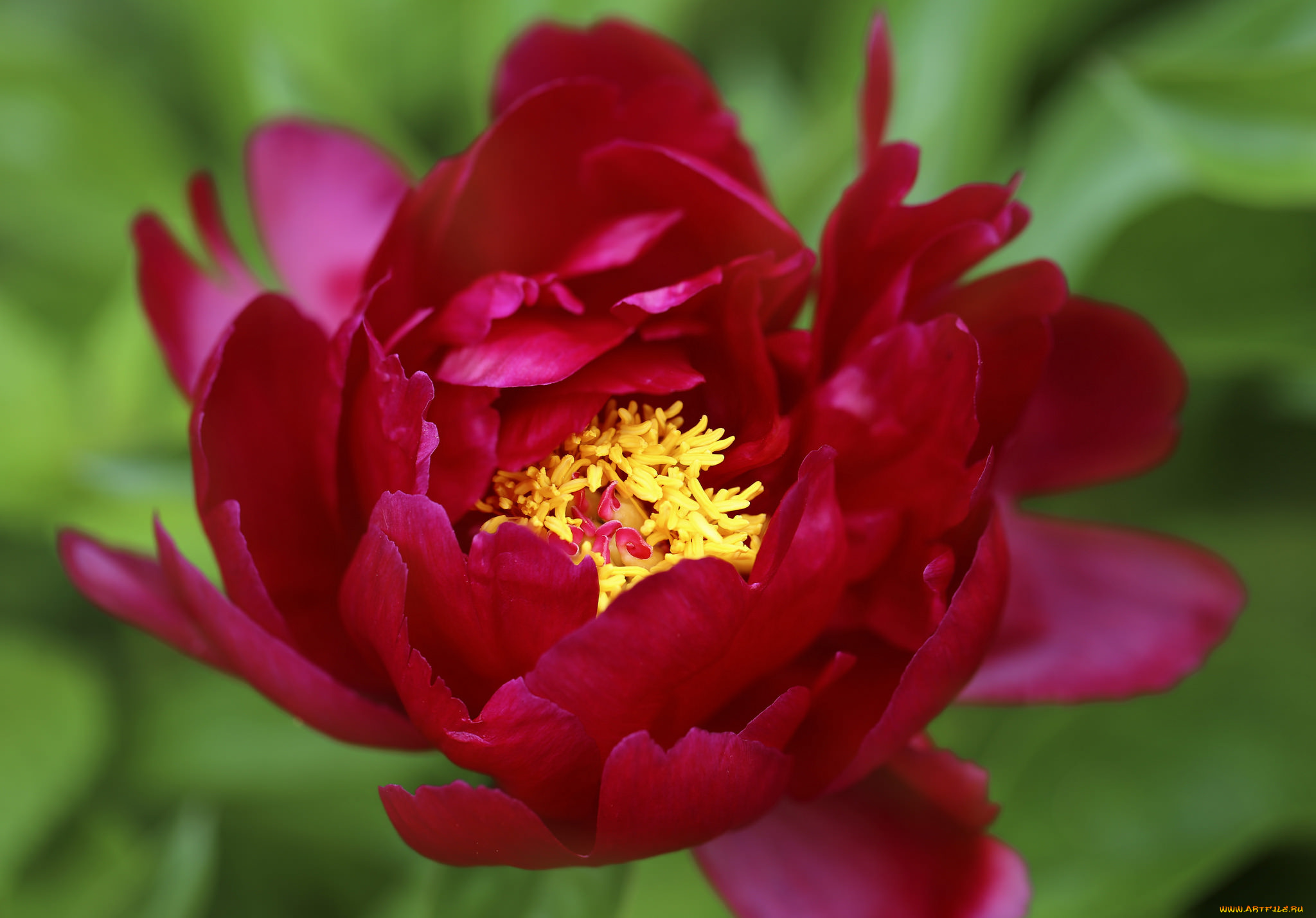 цветы, пионы, пион