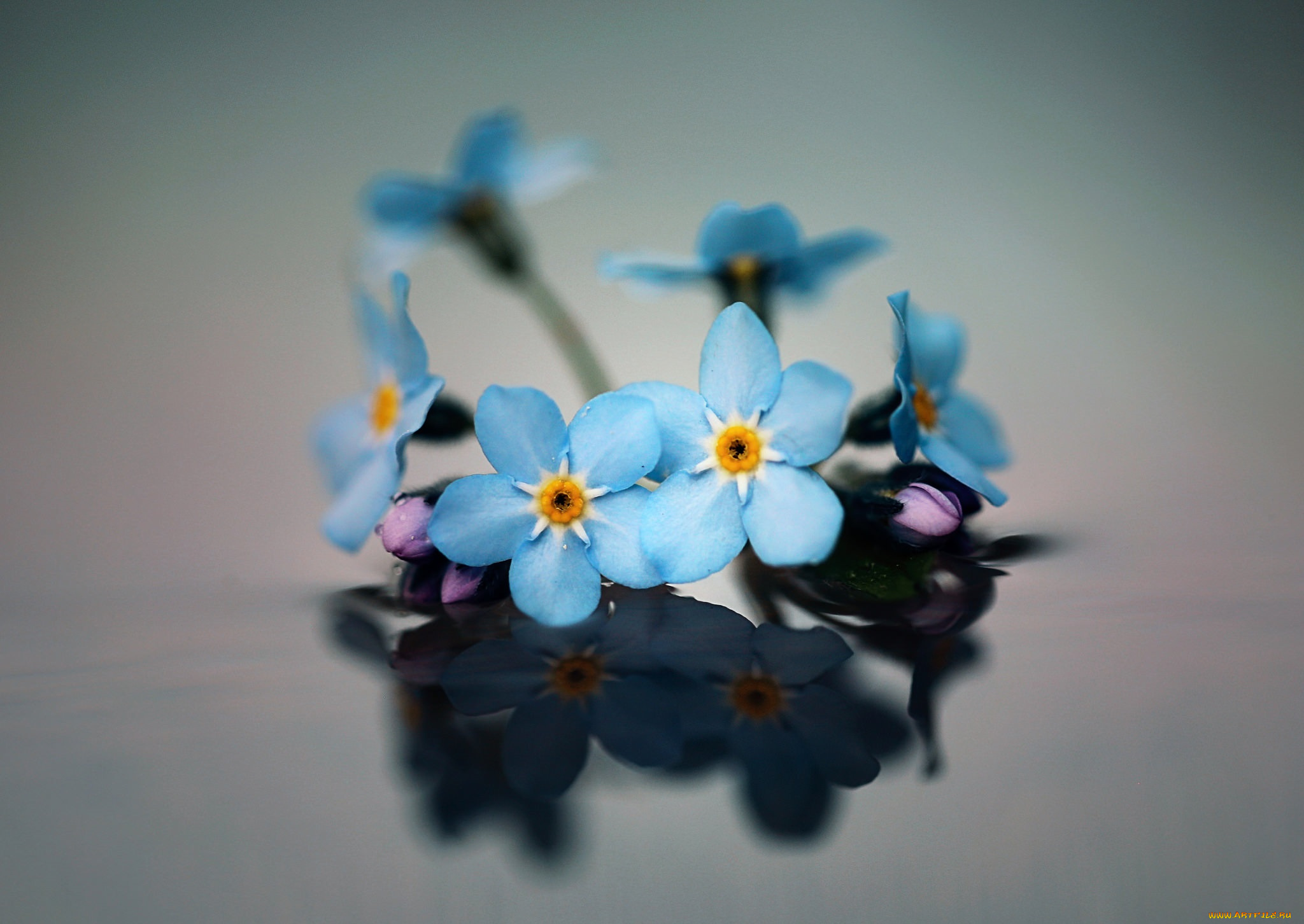 цветы, незабудки, фон, макро