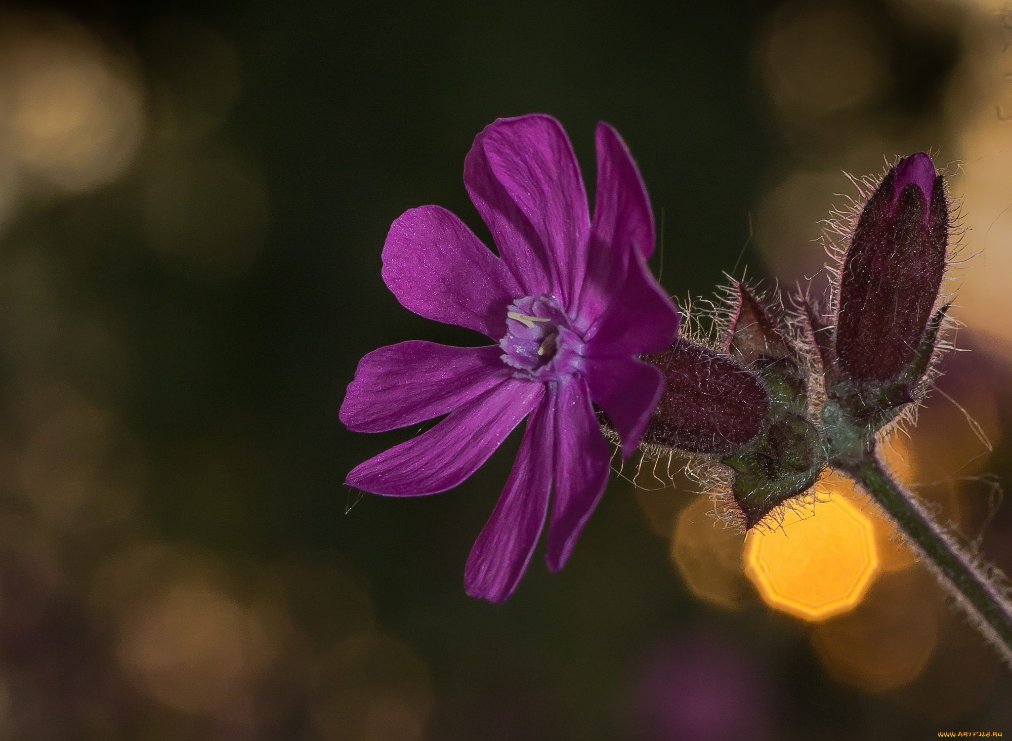 цветы, луговые, , полевые, , цветы, боке, цветок