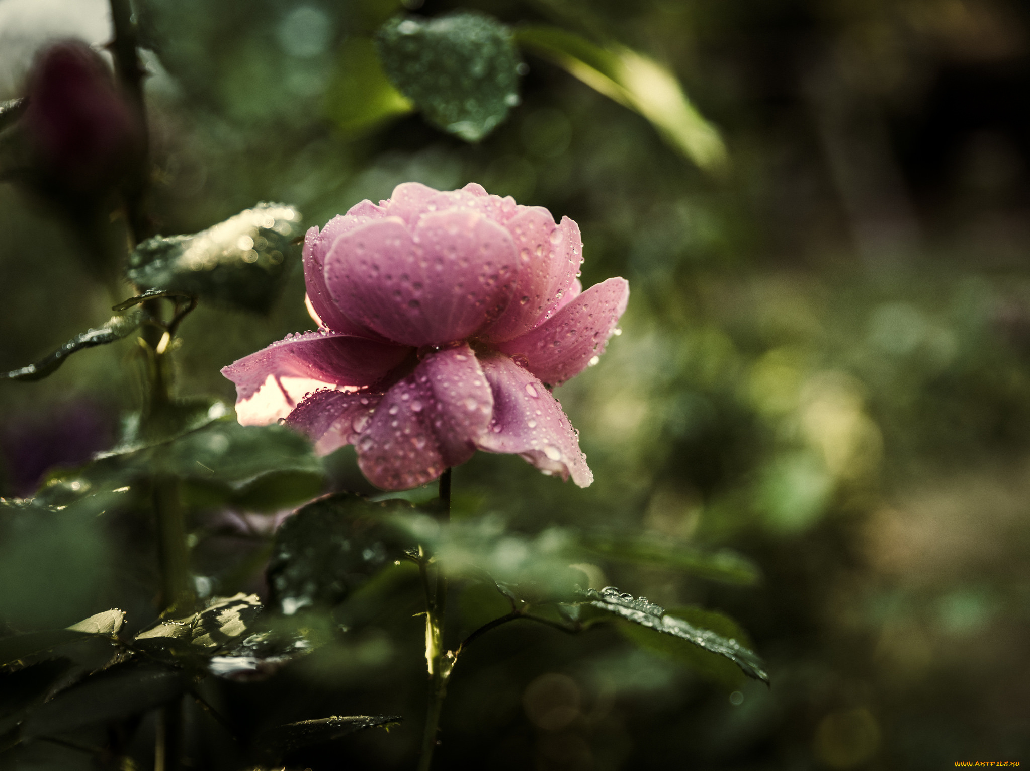 цветы, розы, роса, роза, листья