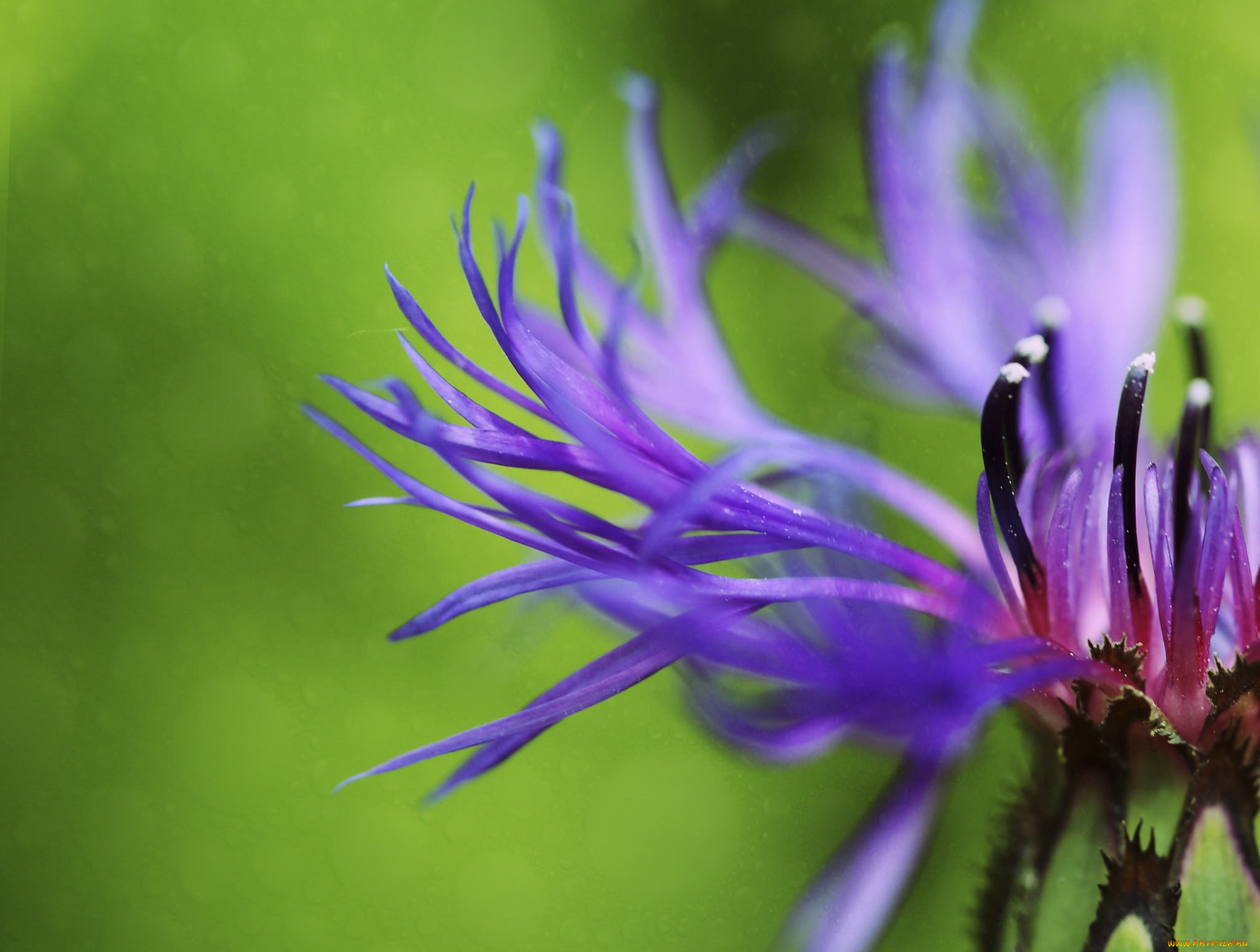 цветы, макро, фон, цветок