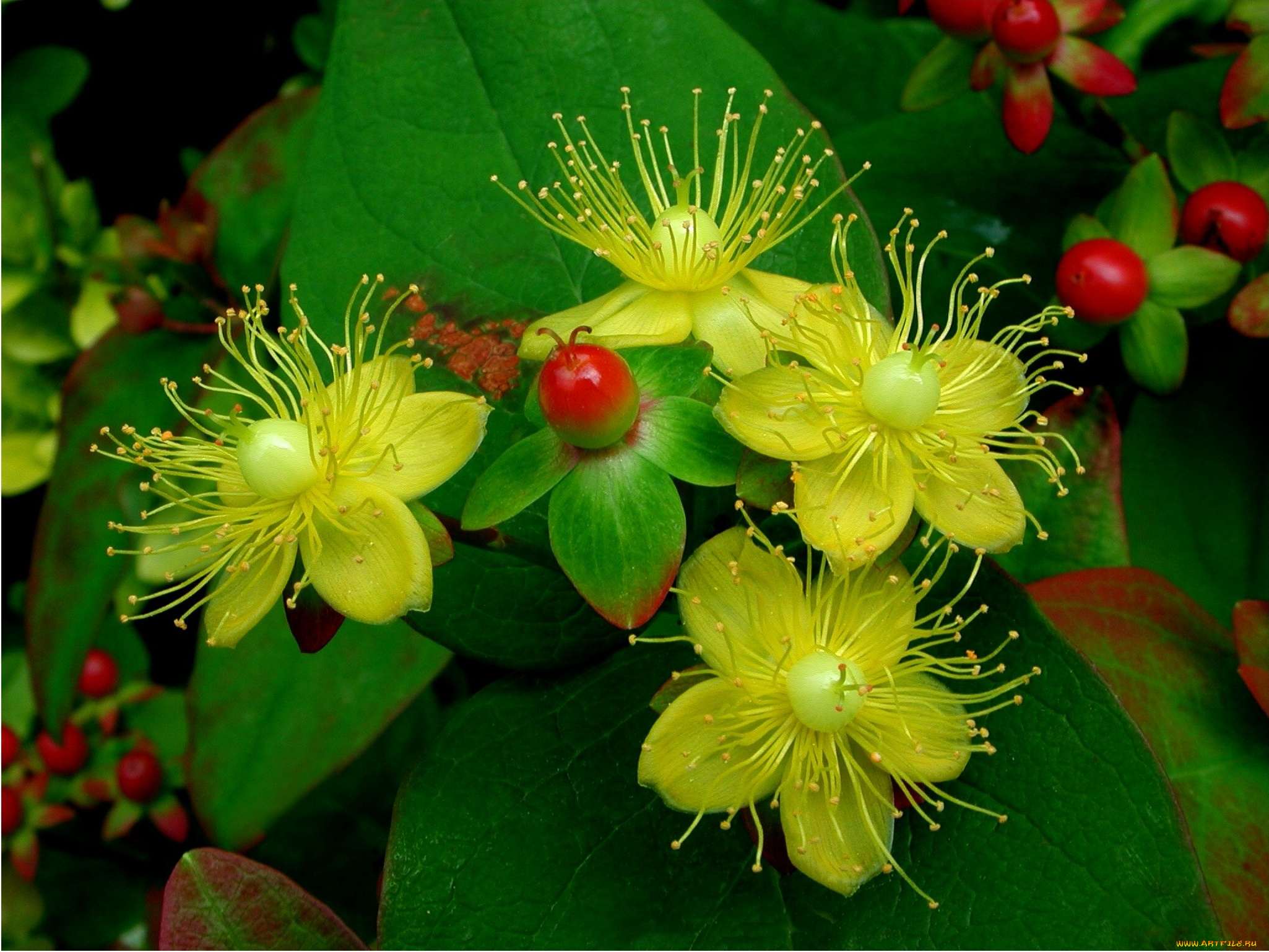 цветы, лепестки, фон