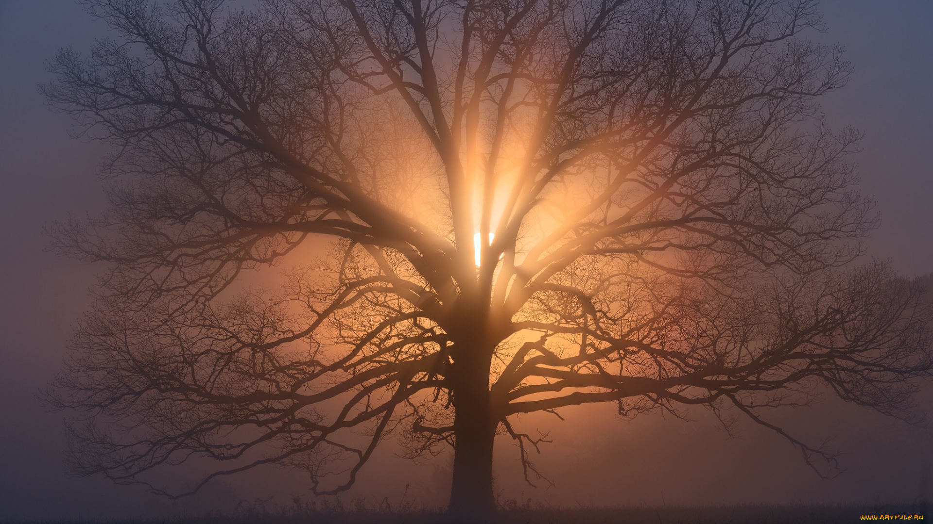 природа, деревья, ветки, дерево, солнце, утро, дымка
