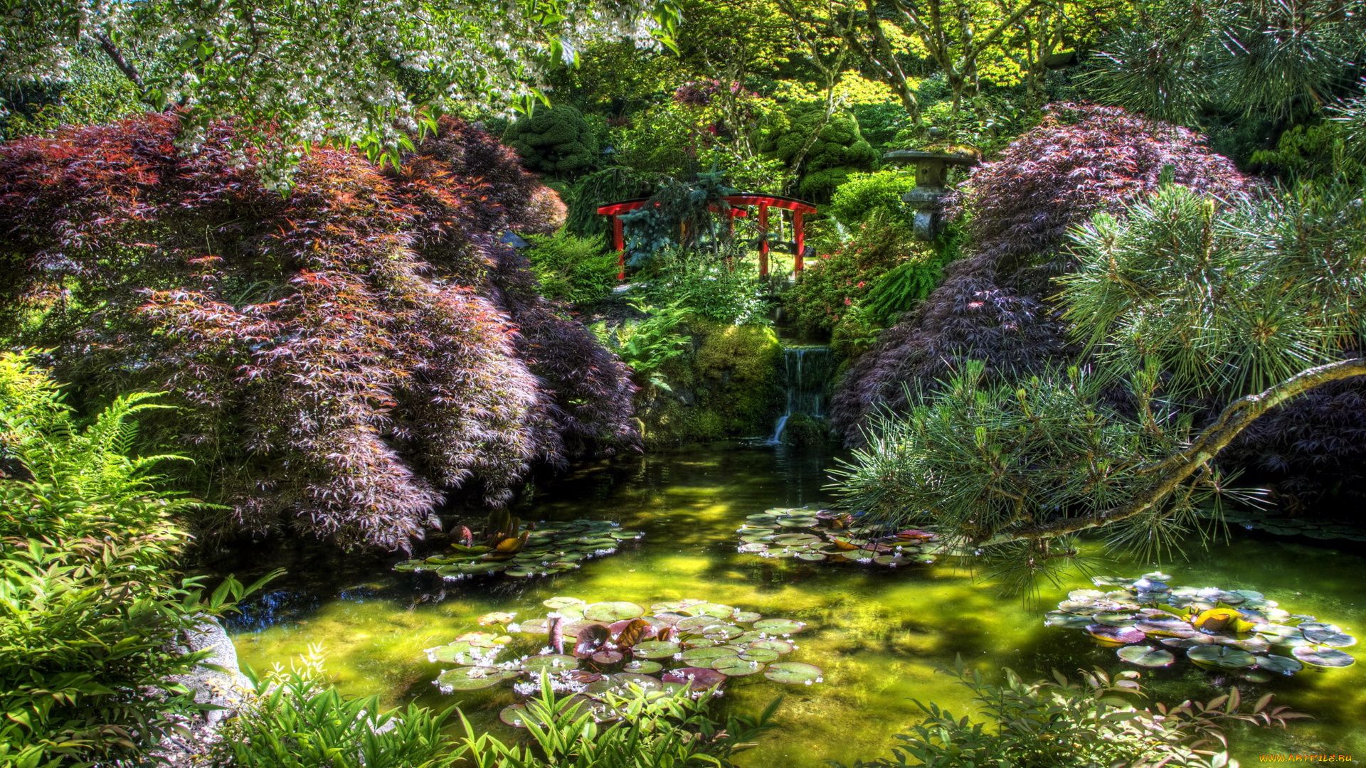 природа, парк, пруд, кусты, водяные, цветы