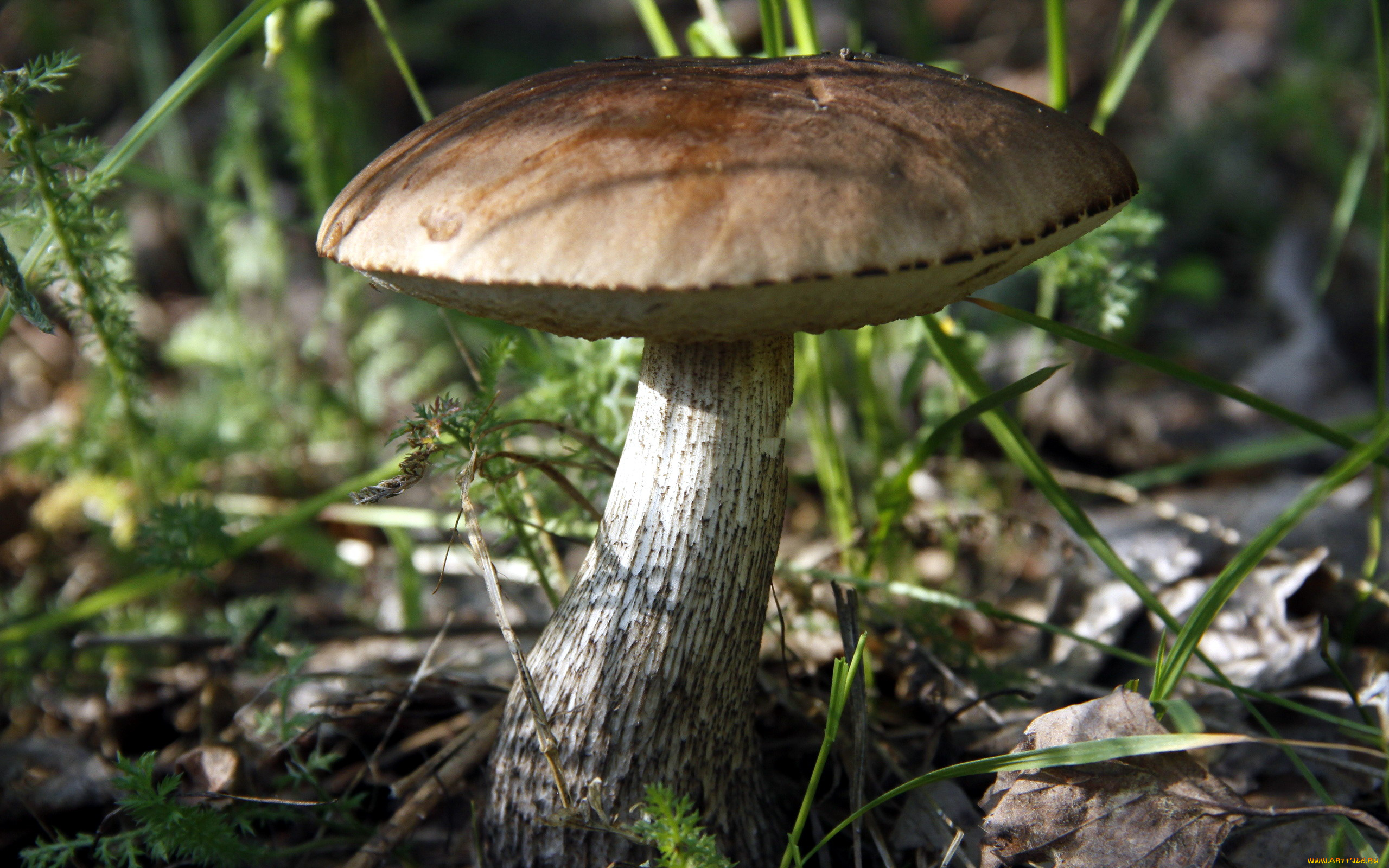 природа, грибы, подберезовик