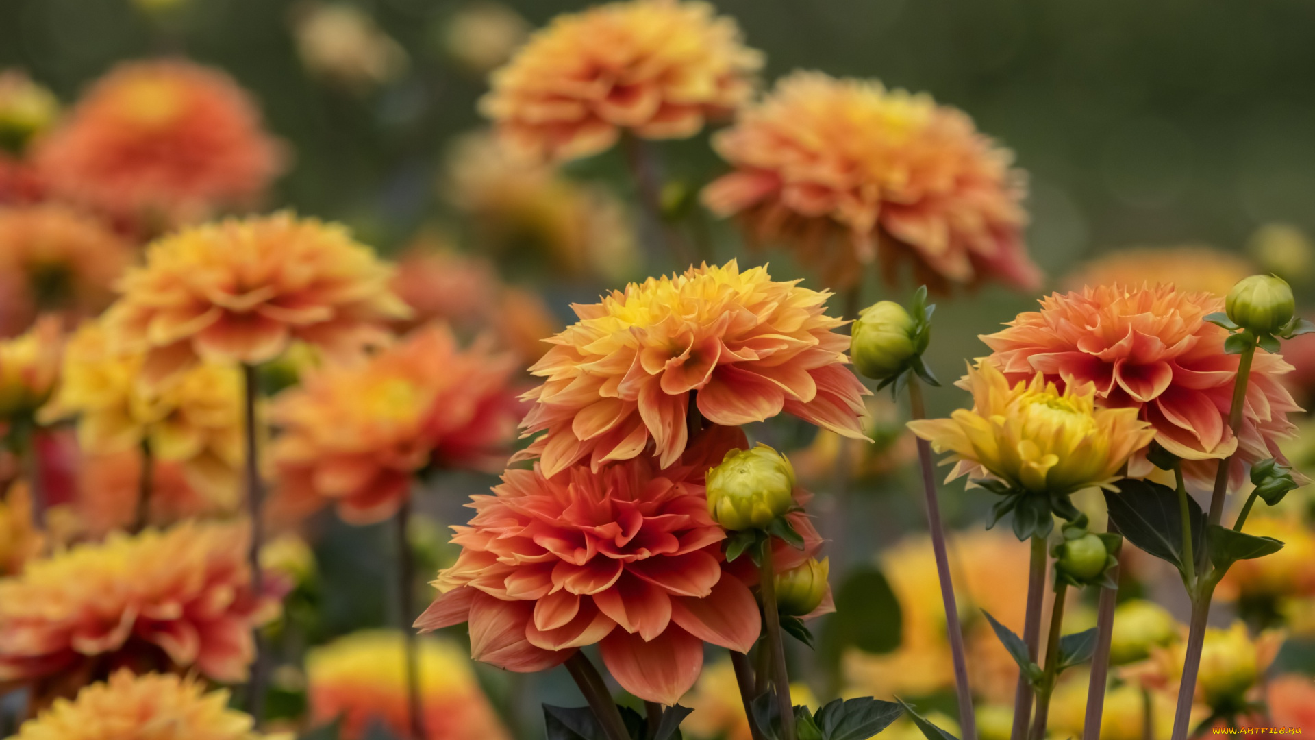 цветы, георгины, бутоны, лепестки