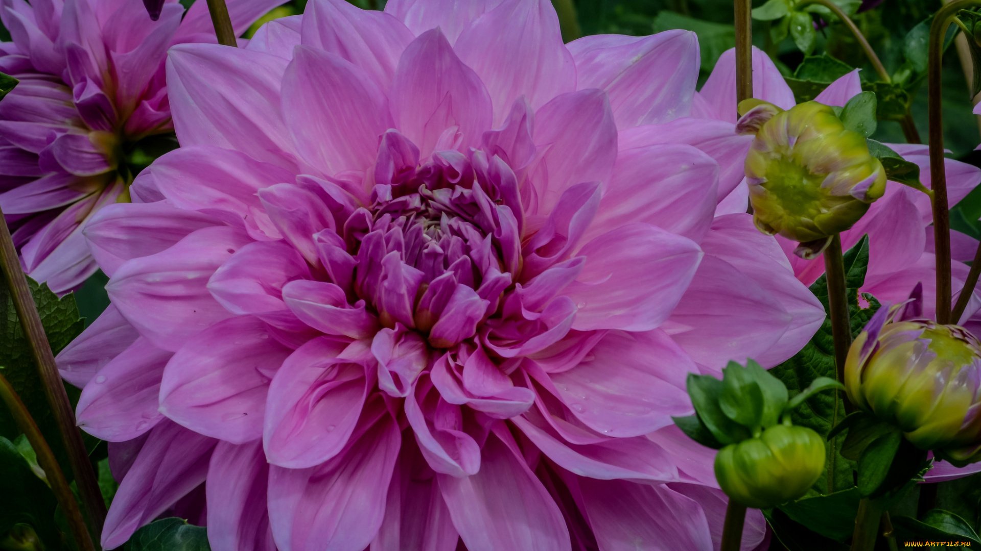 цветы, георгины, цветение, георгин, лепестки, бутоны