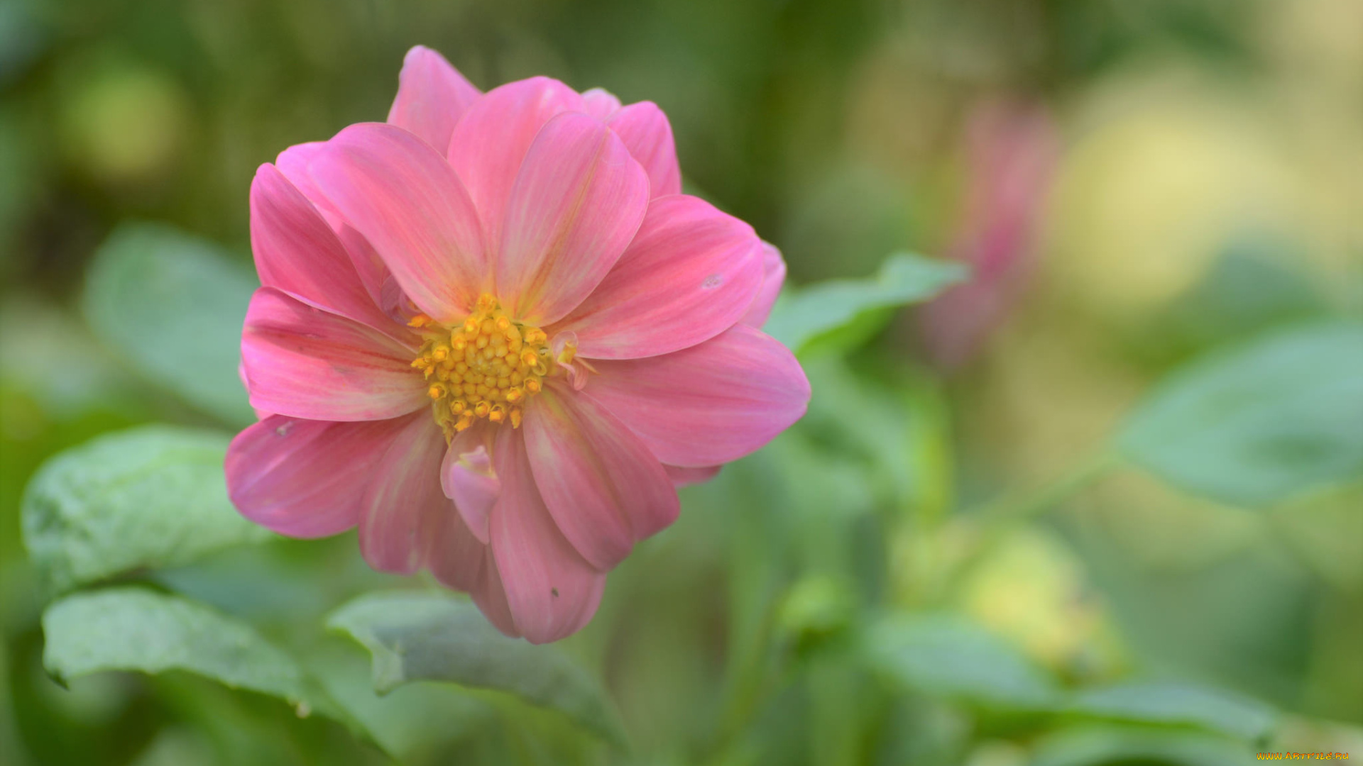 цветы, георгины, розовый