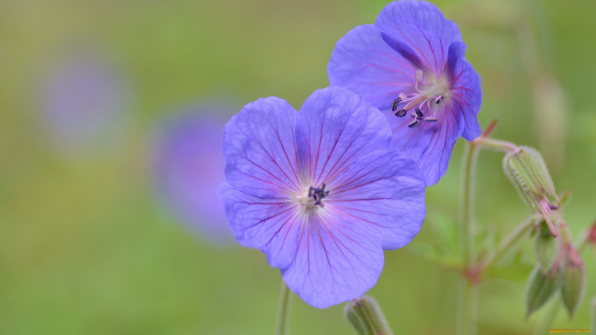 цветы, герань, фиолетовые