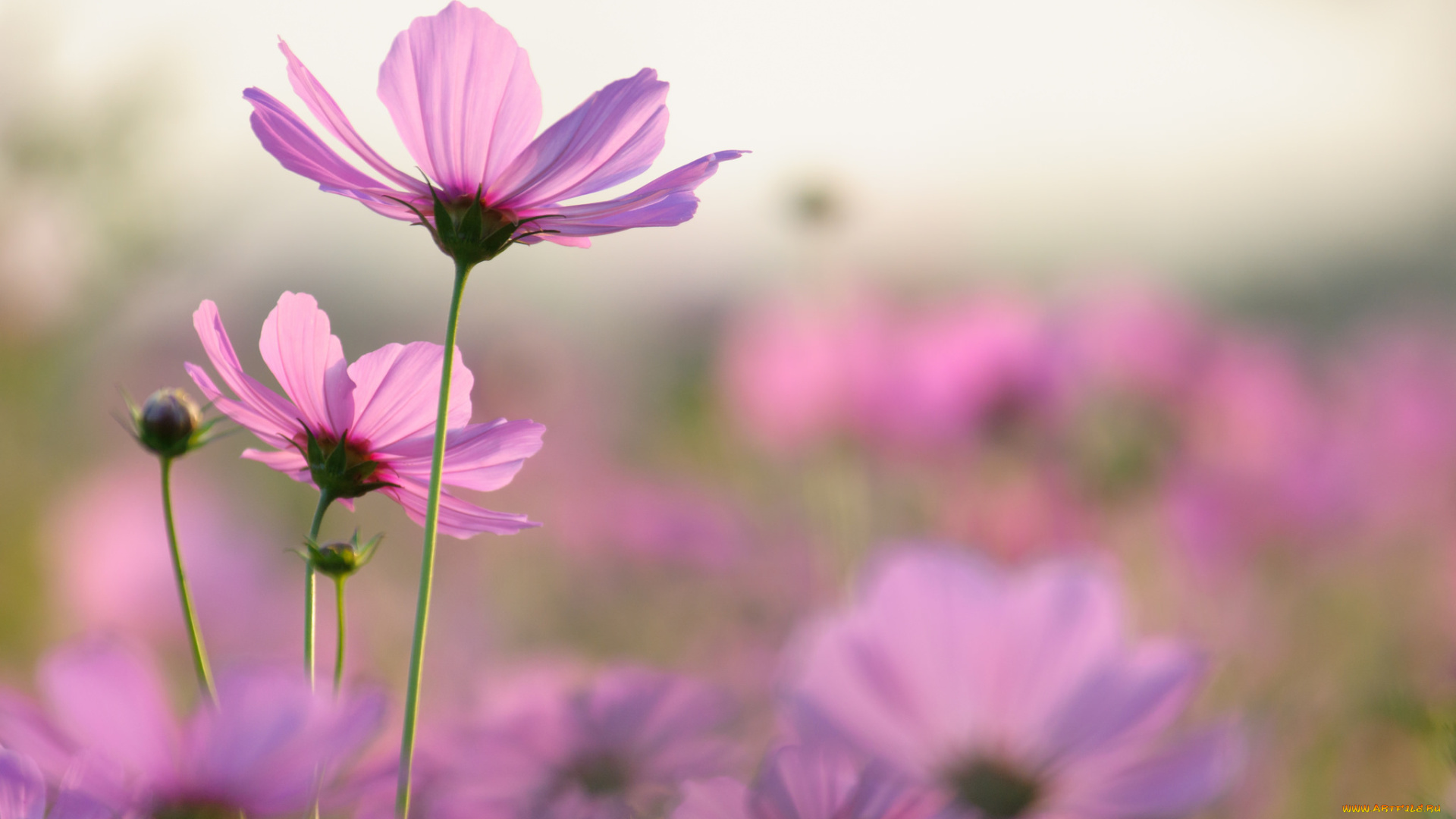 цветы, космея, макро