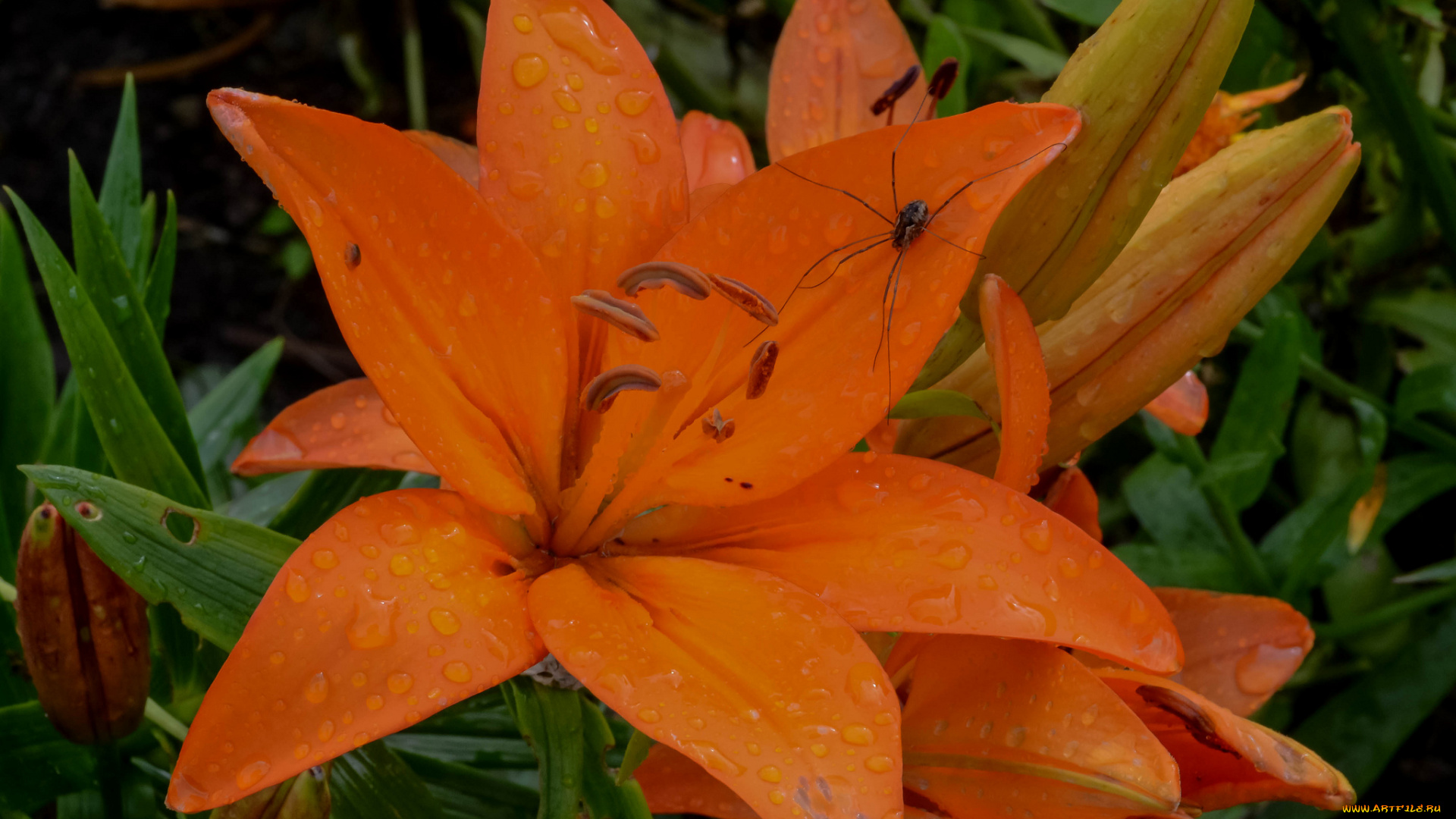 цветы, лилии, , лилейники, розовая, цветки, ветка, цветение, тычинки, лепестки