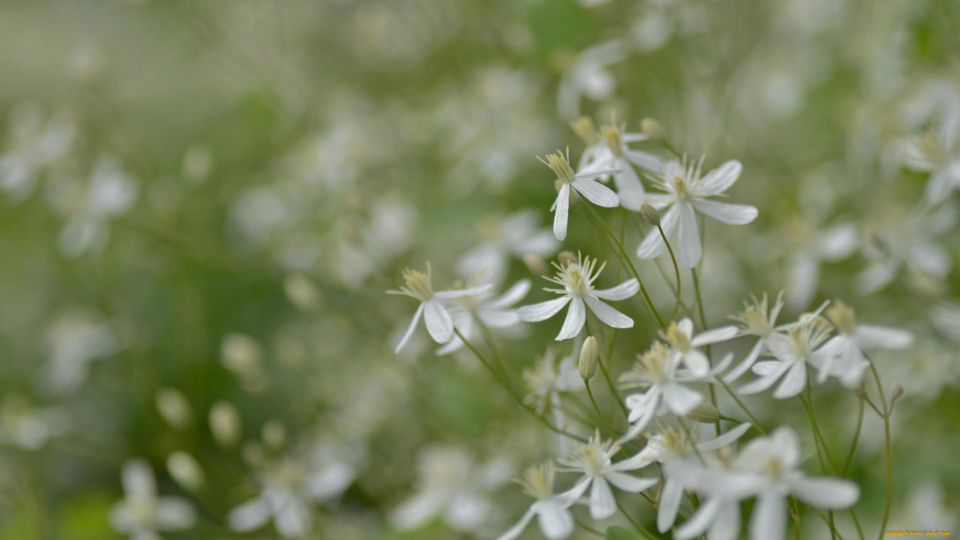 цветы, луговые, , полевые, , цветы, белые