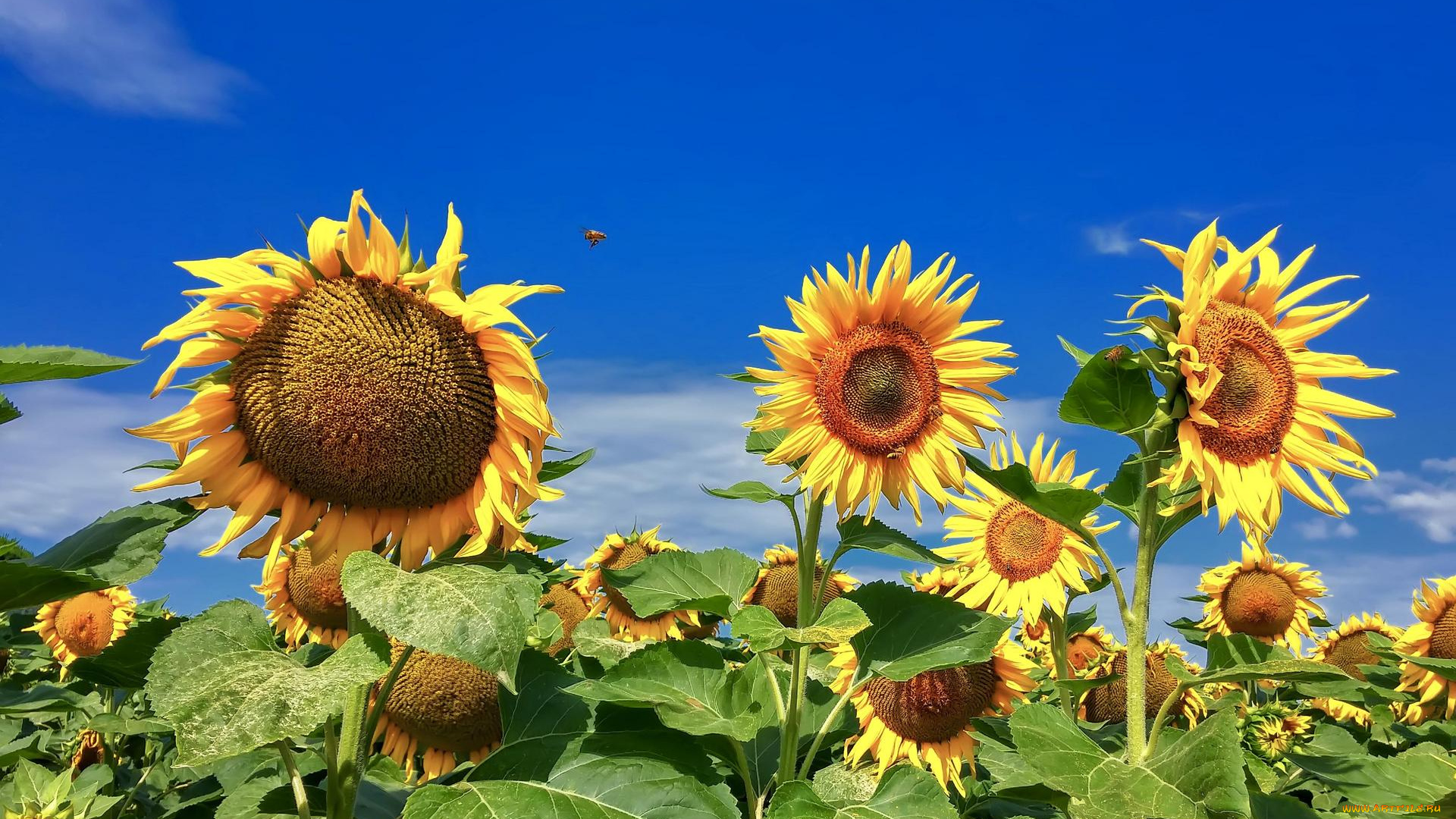 цветы, подсолнухи, поле