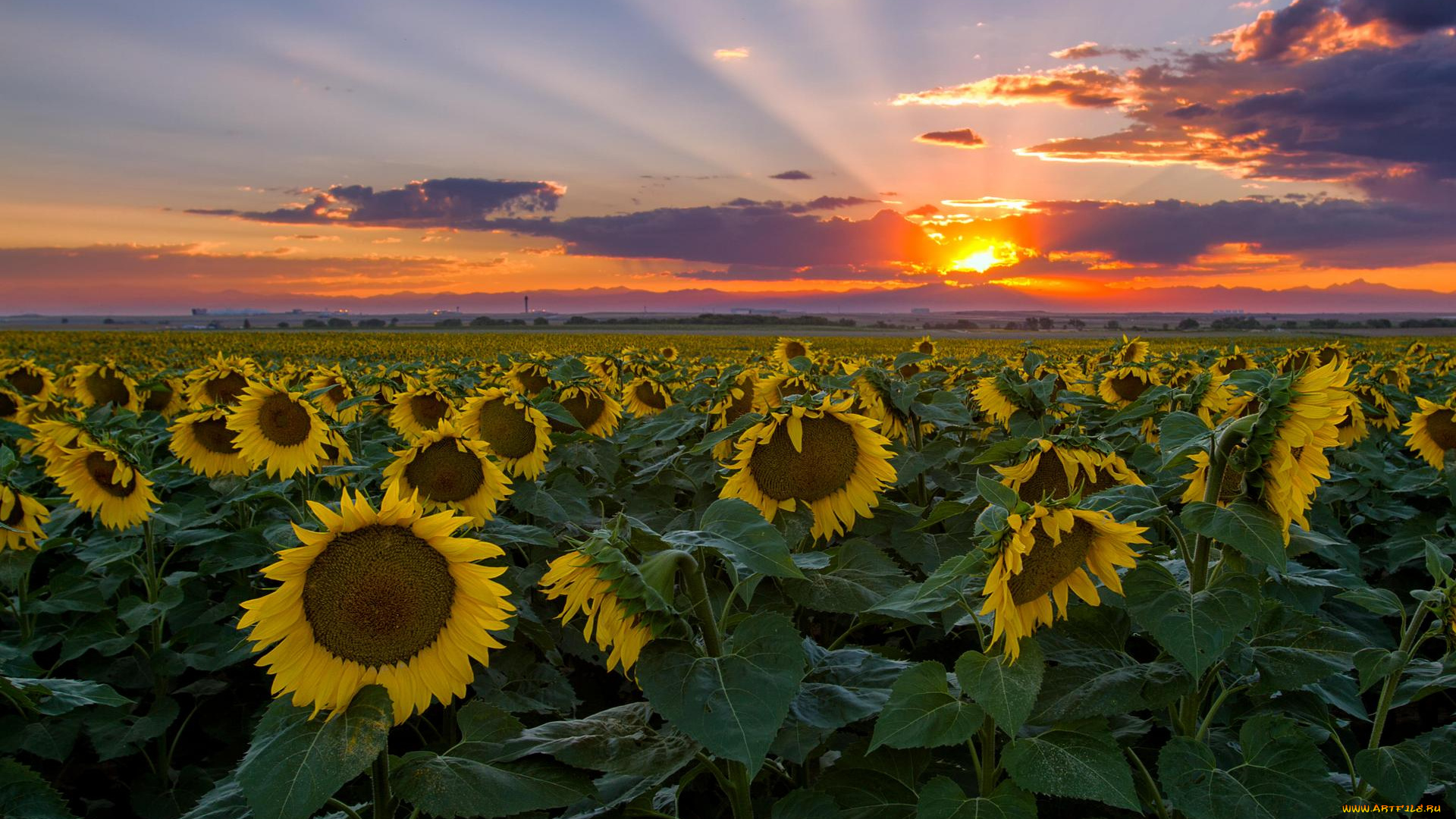 цветы, подсолнухи, поле, пейзаж, закат