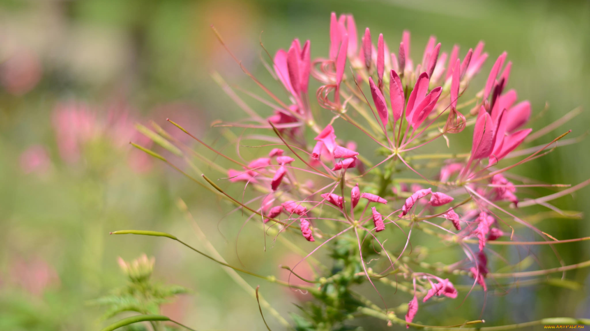 цветы, розовые