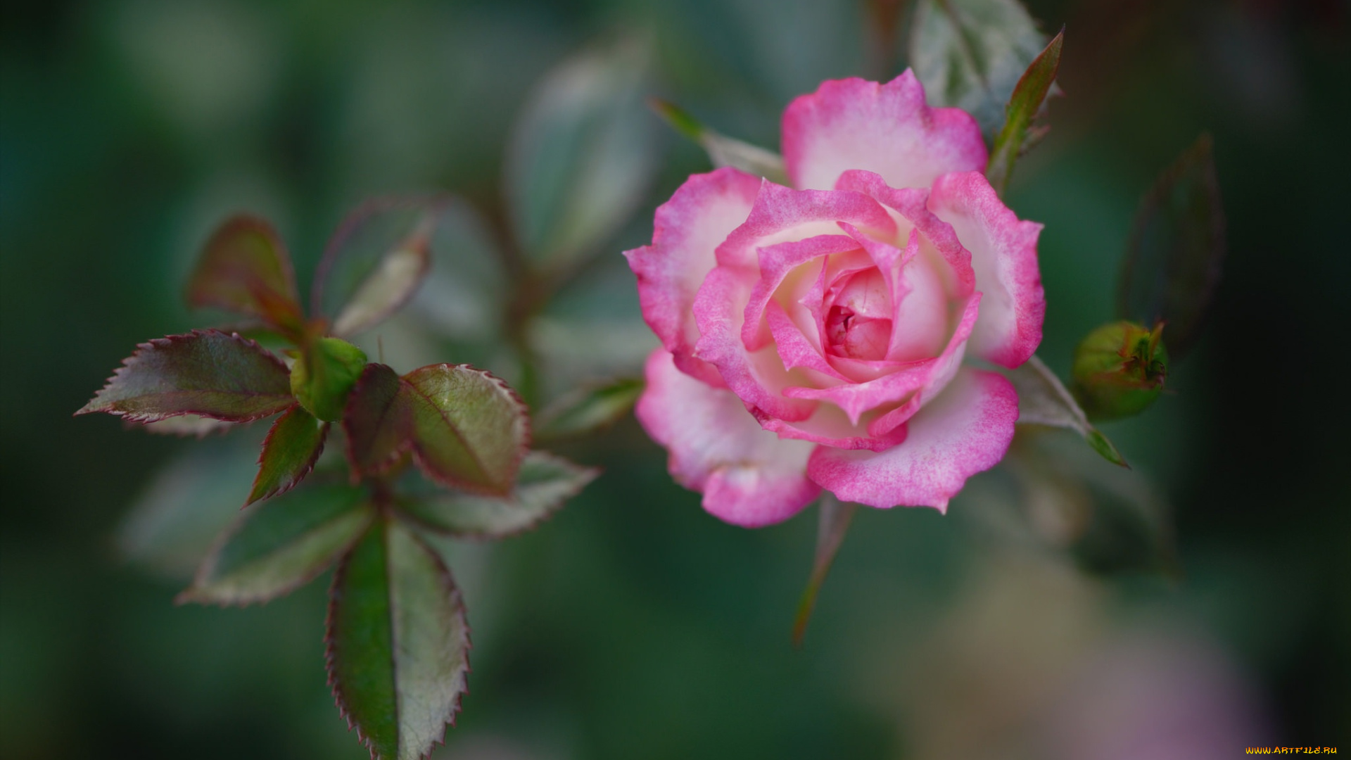 цветы, розы, роза