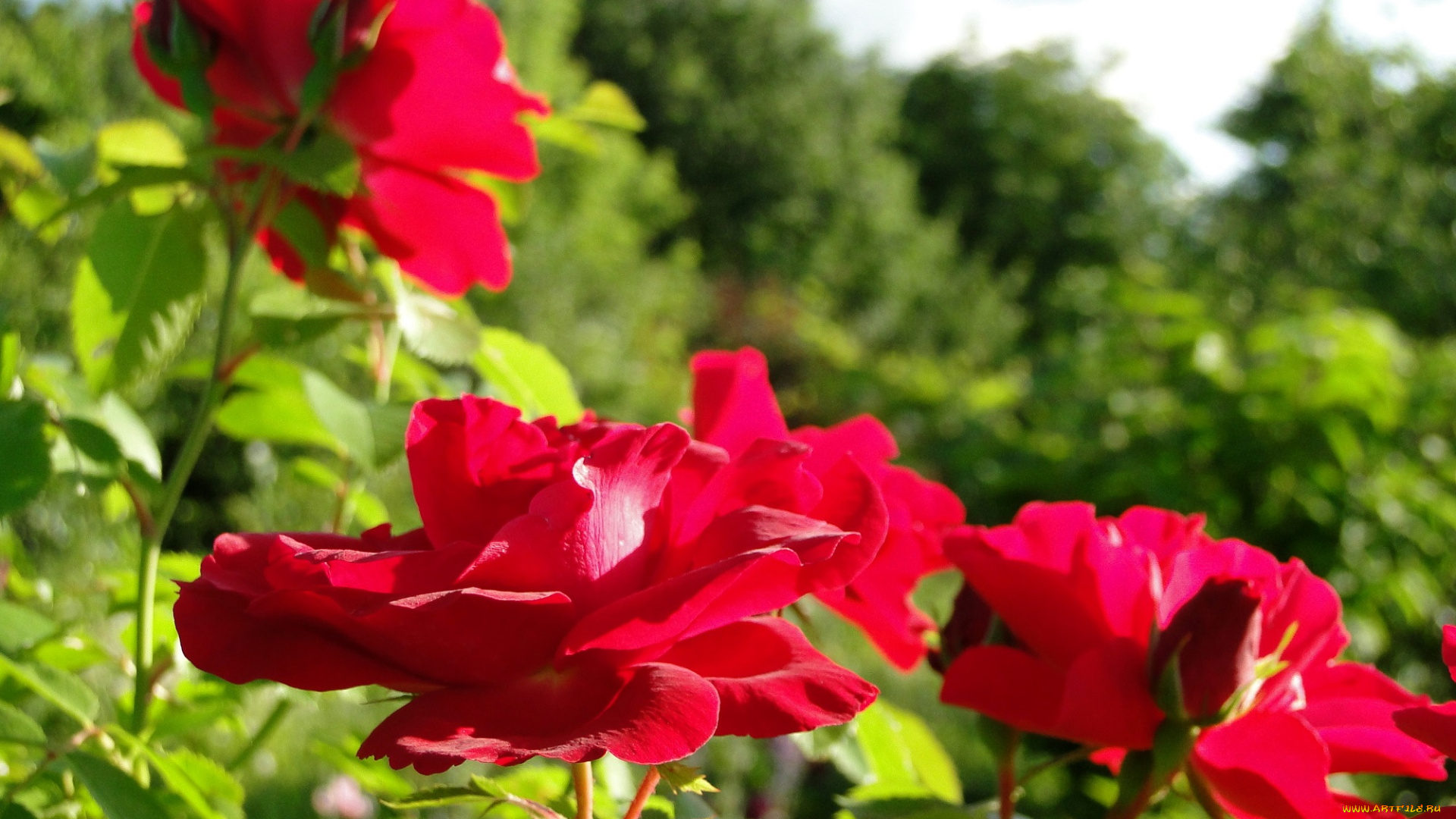 цветы, розы, розовые, природа, сад, лето