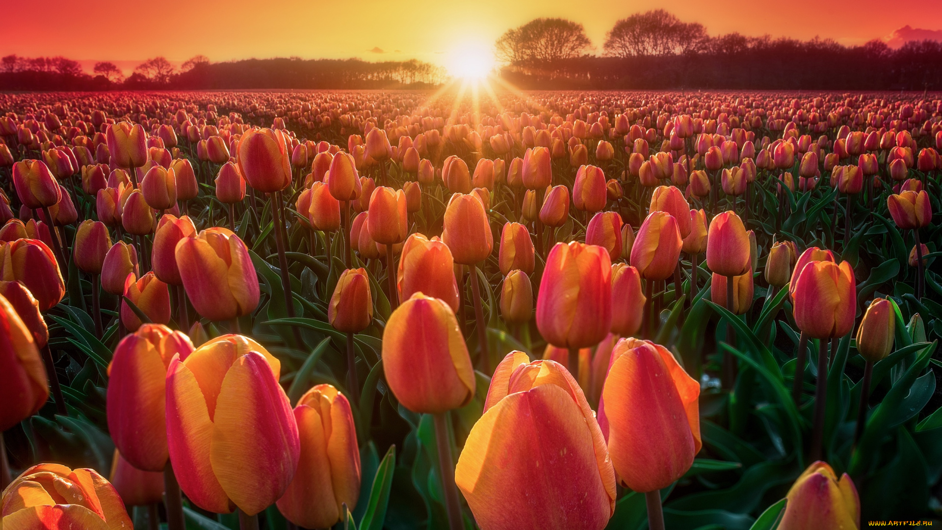 цветы, тюльпаны, поле, весна, природа, закат