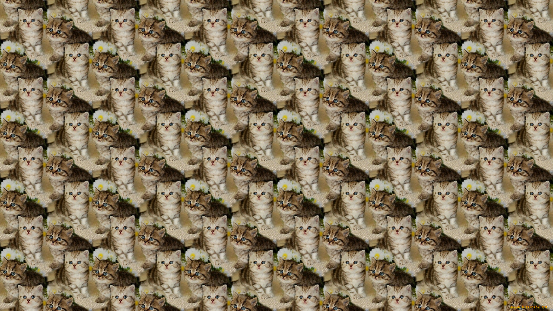 разное, текстуры, фон, текстура, котёнок, малыш