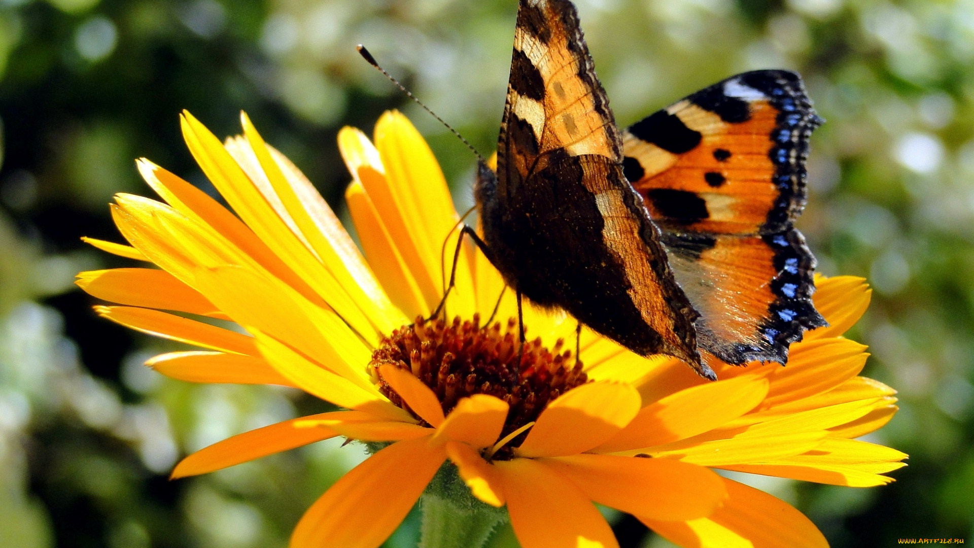 животные, бабочки, , мотыльки, , моли, чешуекрылые, нимфалиды, крапивница, бабочка, август, насекомые, ульяновской, области, насекомое, лето