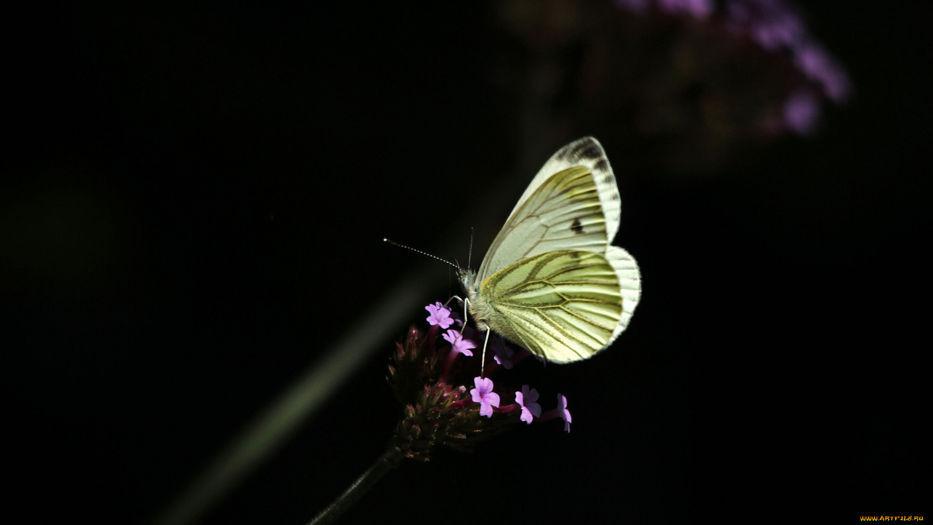 животные, бабочки, , мотыльки, , моли, макро